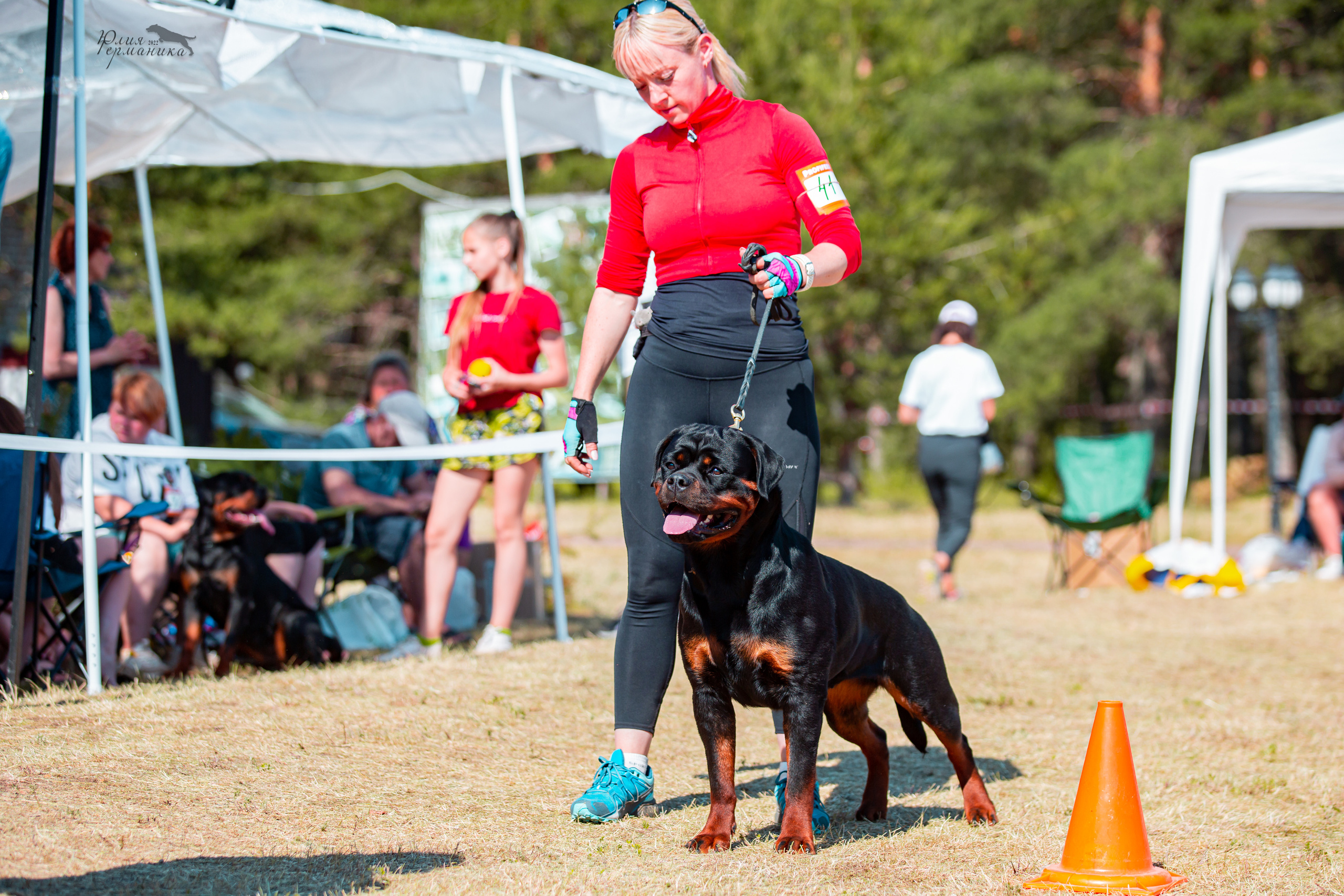 Тверь моно ротвейлеров 2-3.07.2022. Фотограф-анималист Юлия Германика