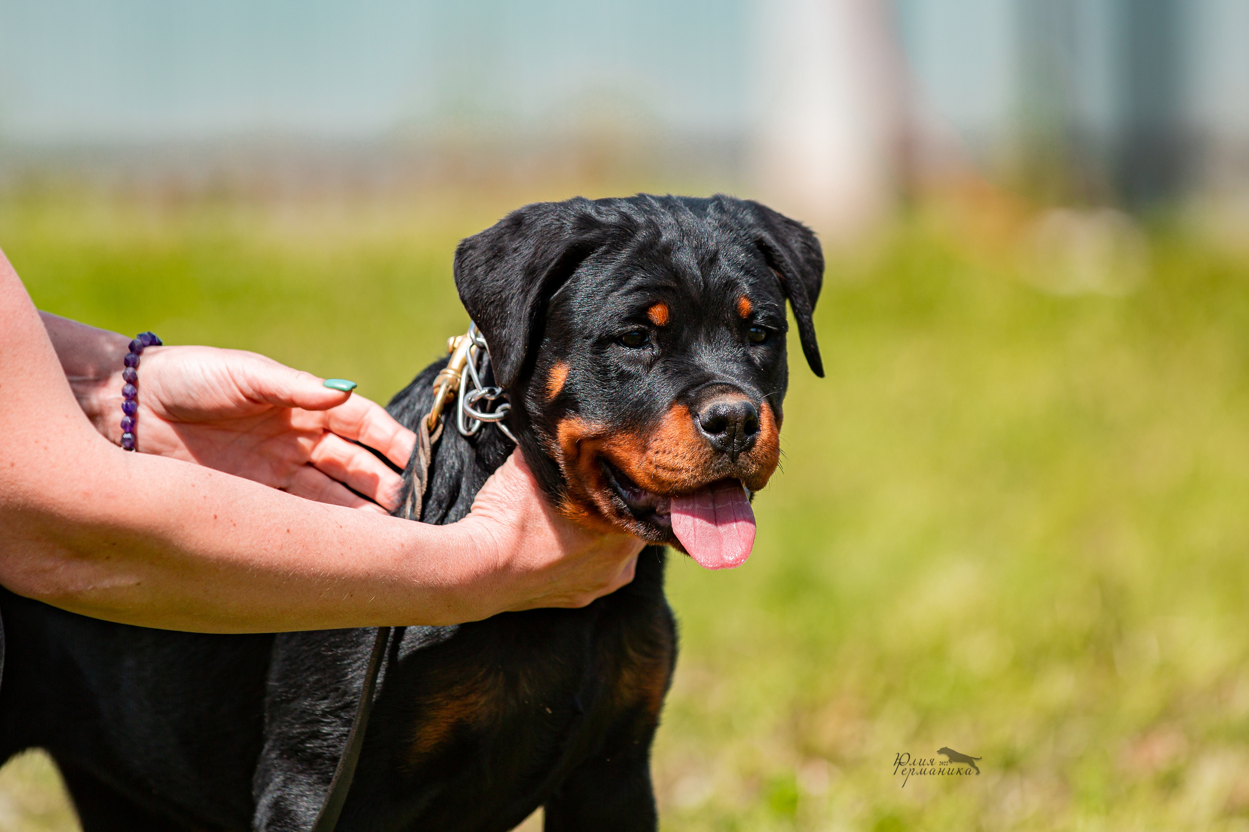 Нижний Новгород моно ротвейлеров 4 июня 2022. Фотограф-анималист Юлия Германика