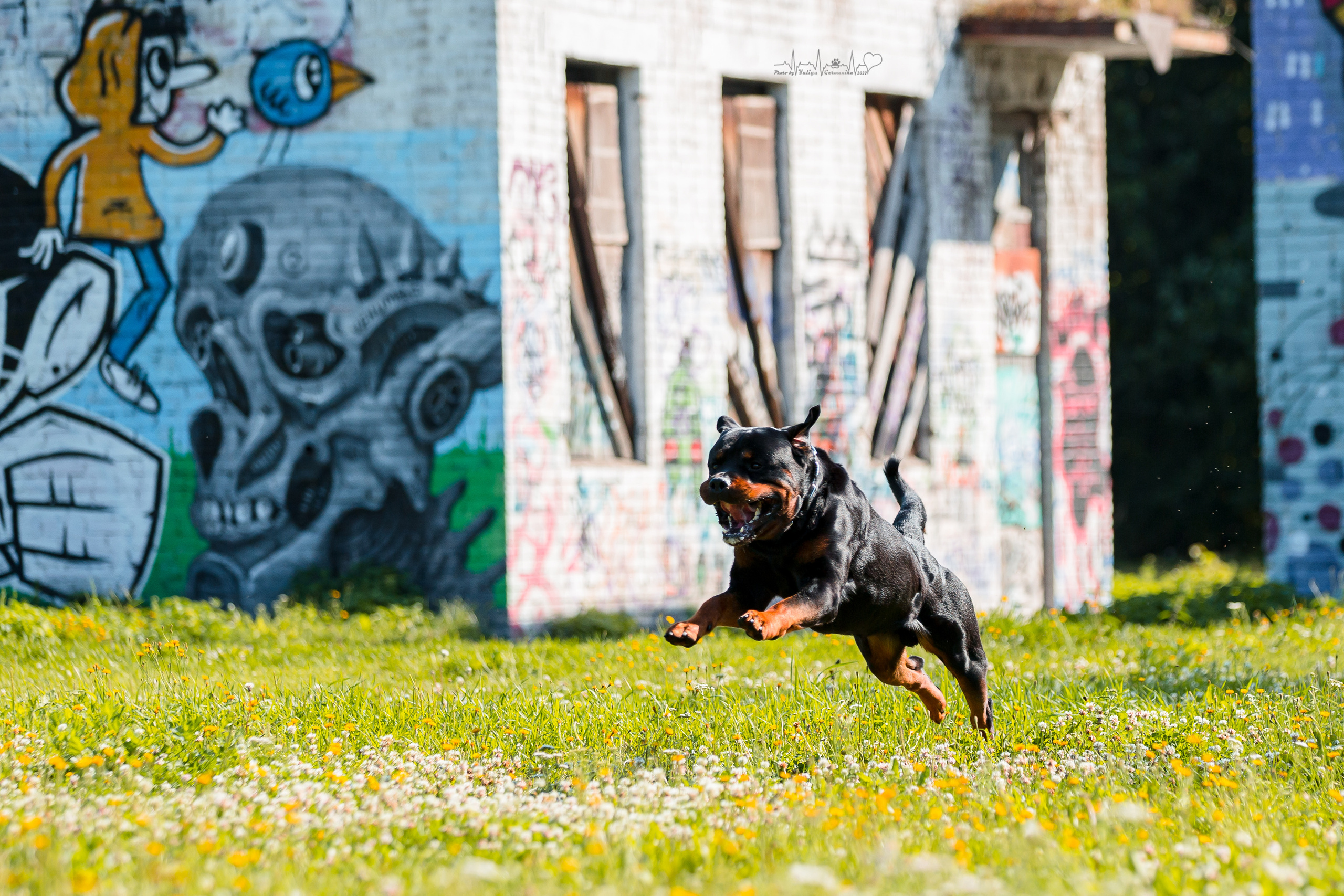 Санкт-Петербург моно ротвейлеров 23.07.2022. Фотограф-анималист Юлия Германика