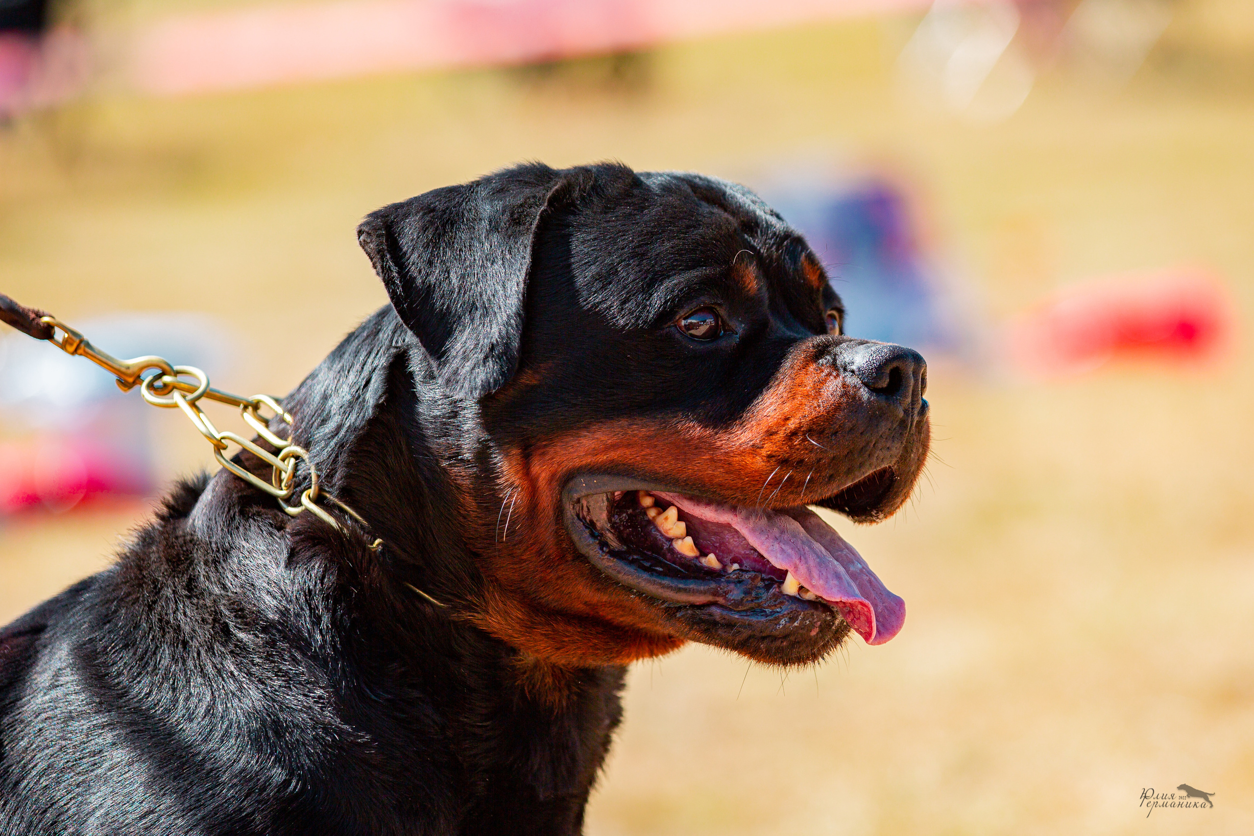 Тверь моно ротвейлеров 2-3.07.2022. Фотограф-анималист Юлия Германика