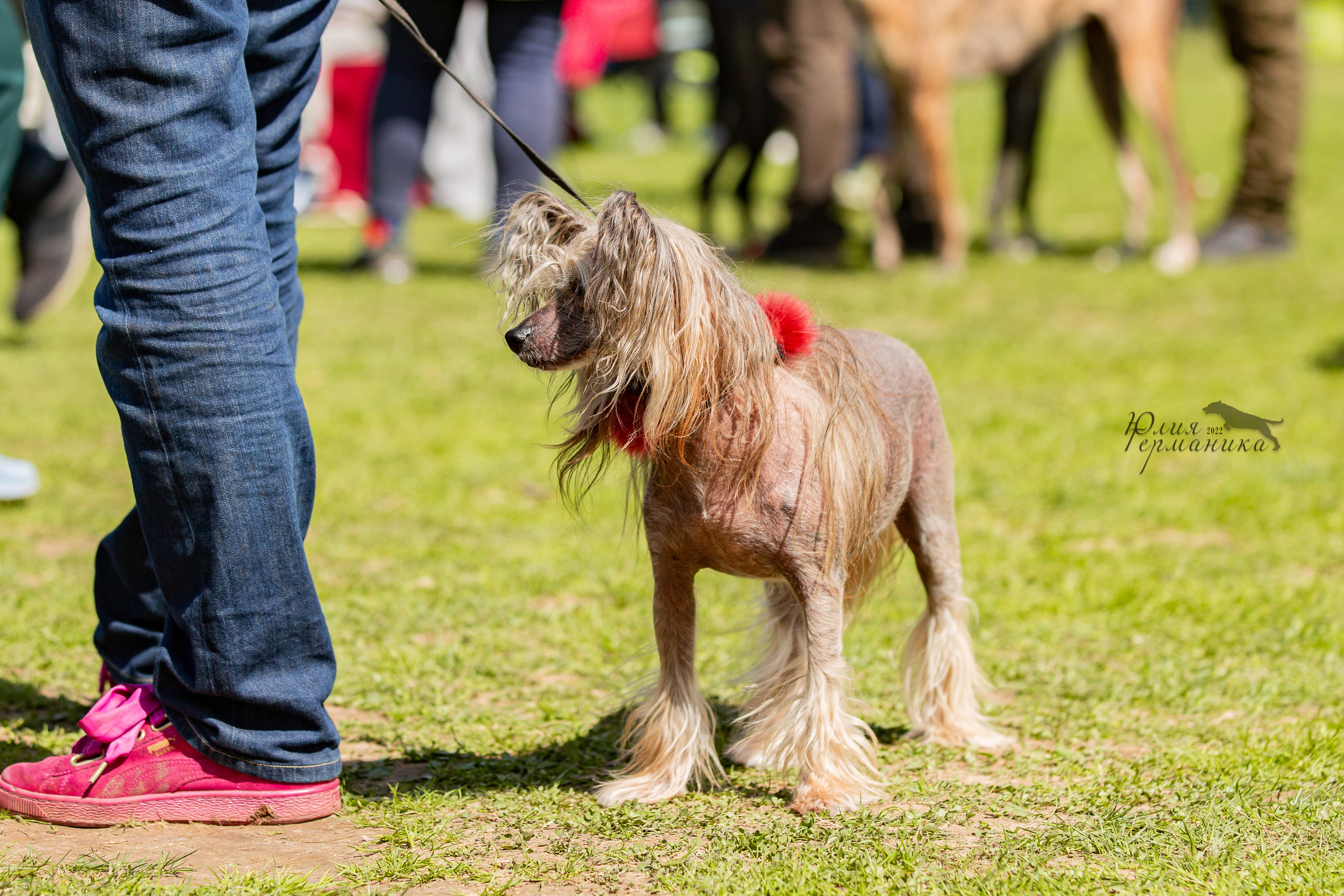 Пушкино 2хЧРКФ 14 мая 2022. Фотограф-анималист Юлия Германика