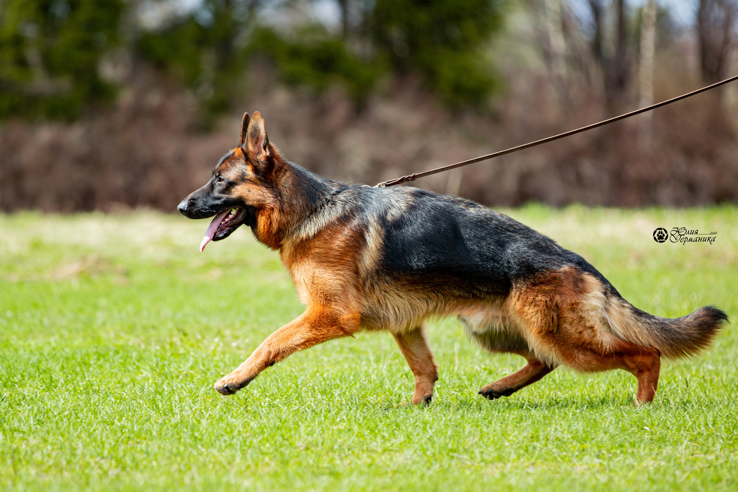 Свободная съемка. Фотограф-анималист Юлия Германика