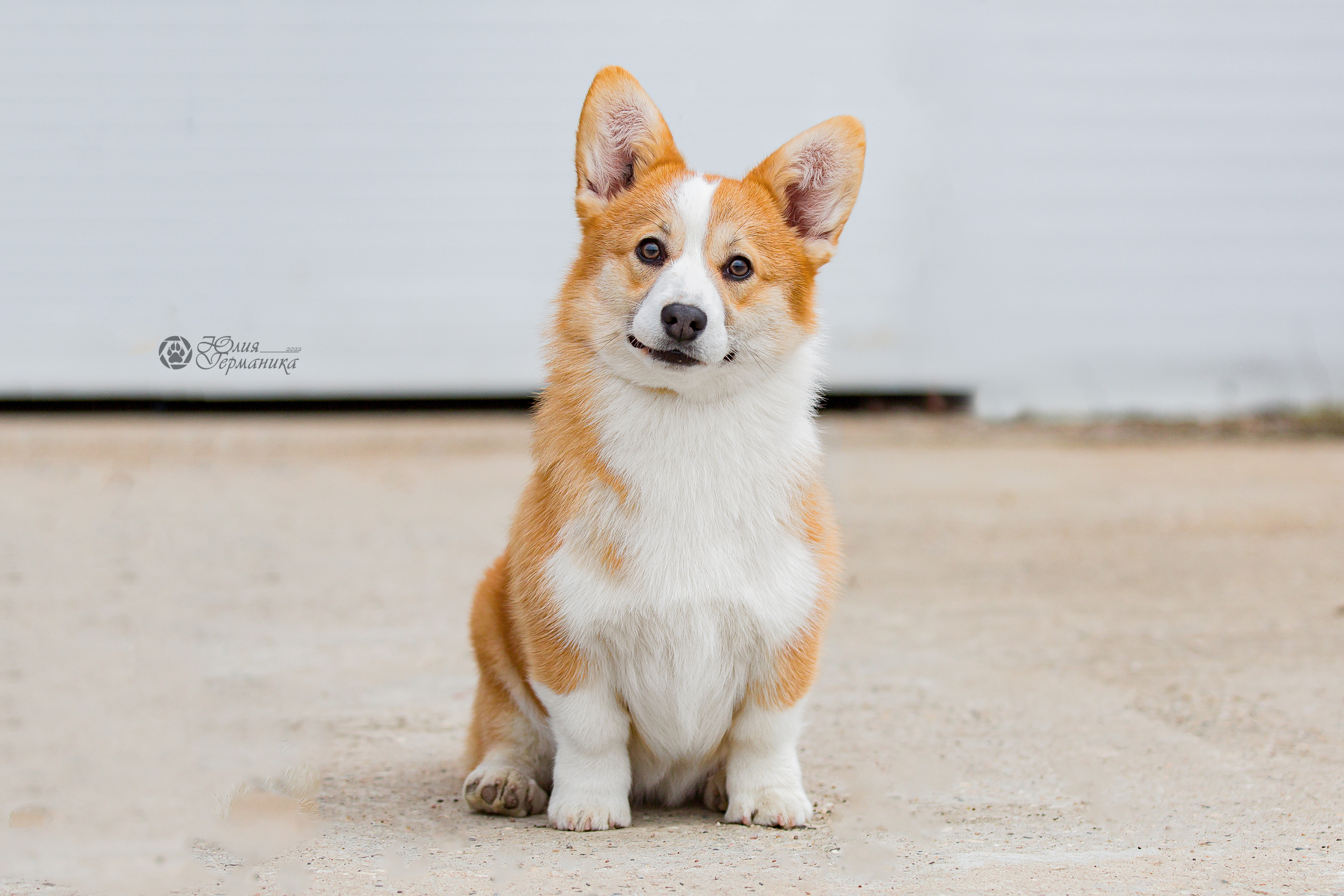 Сергиев Посад 23.04.2022. Фотограф-анималист Юлия Германика