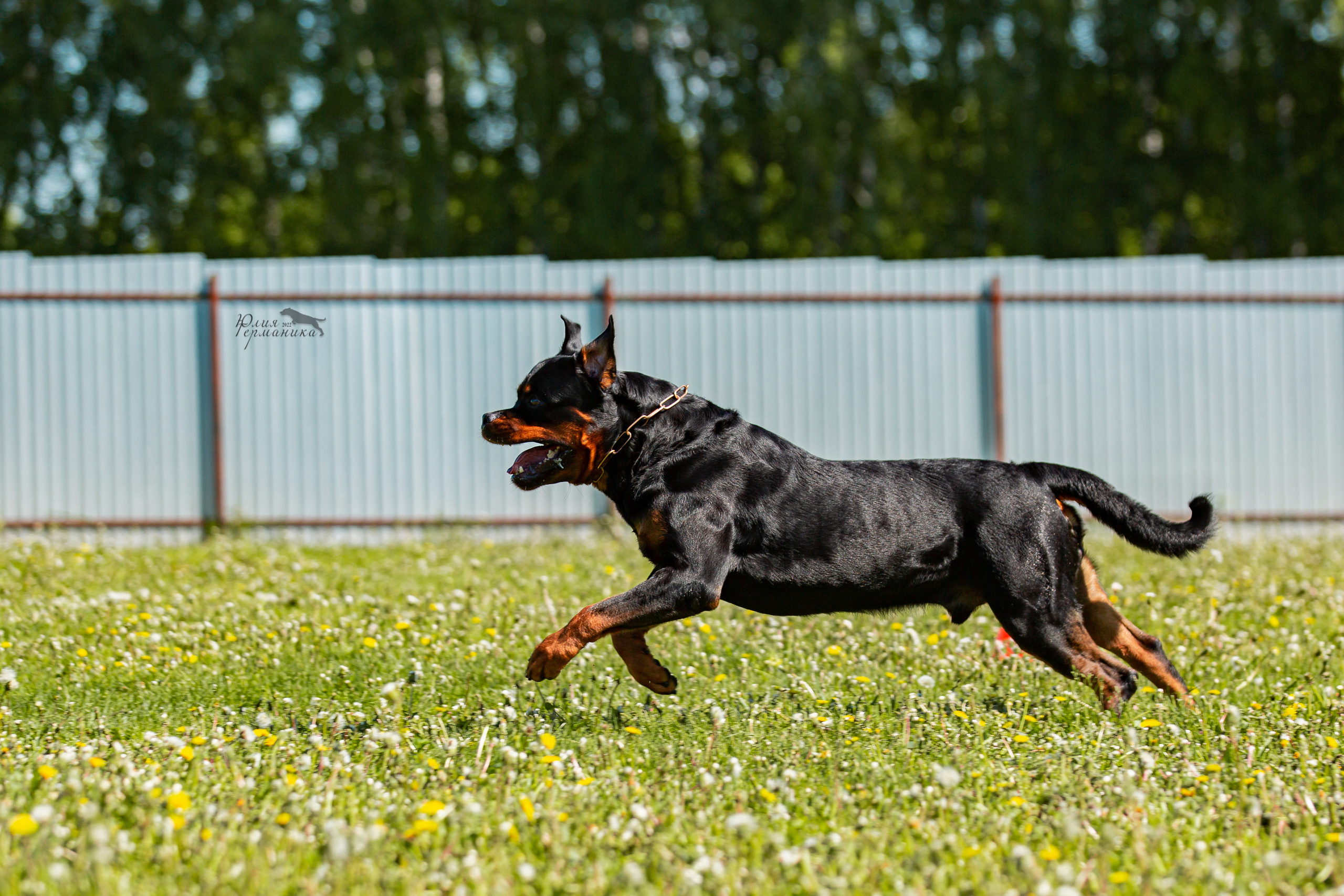 Нижний Новгород моно ротвейлеров 4 июня 2022. Фотограф-анималист Юлия Германика