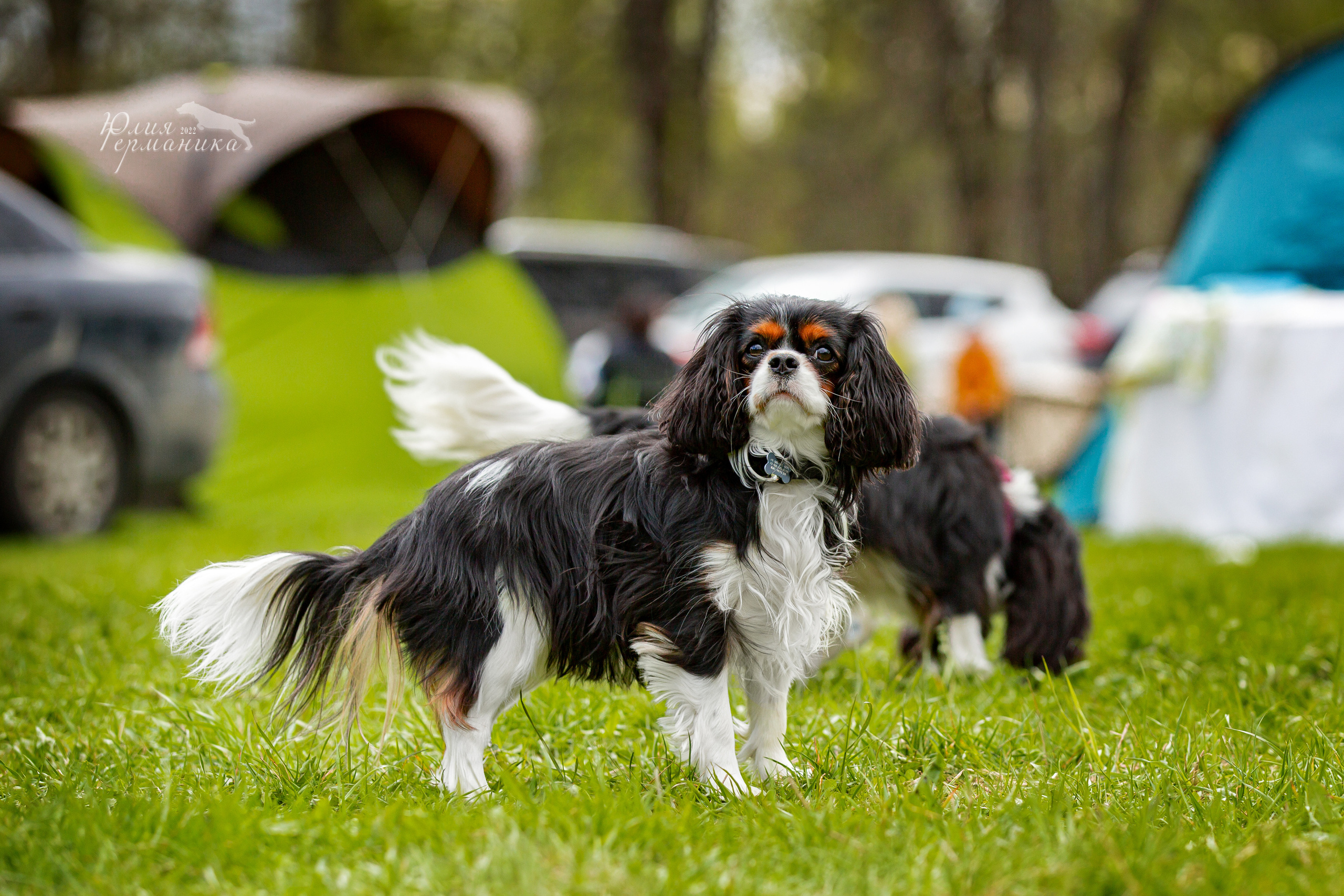 Пушкино 2хЧРКФ 14 мая 2022. Фотограф-анималист Юлия Германика