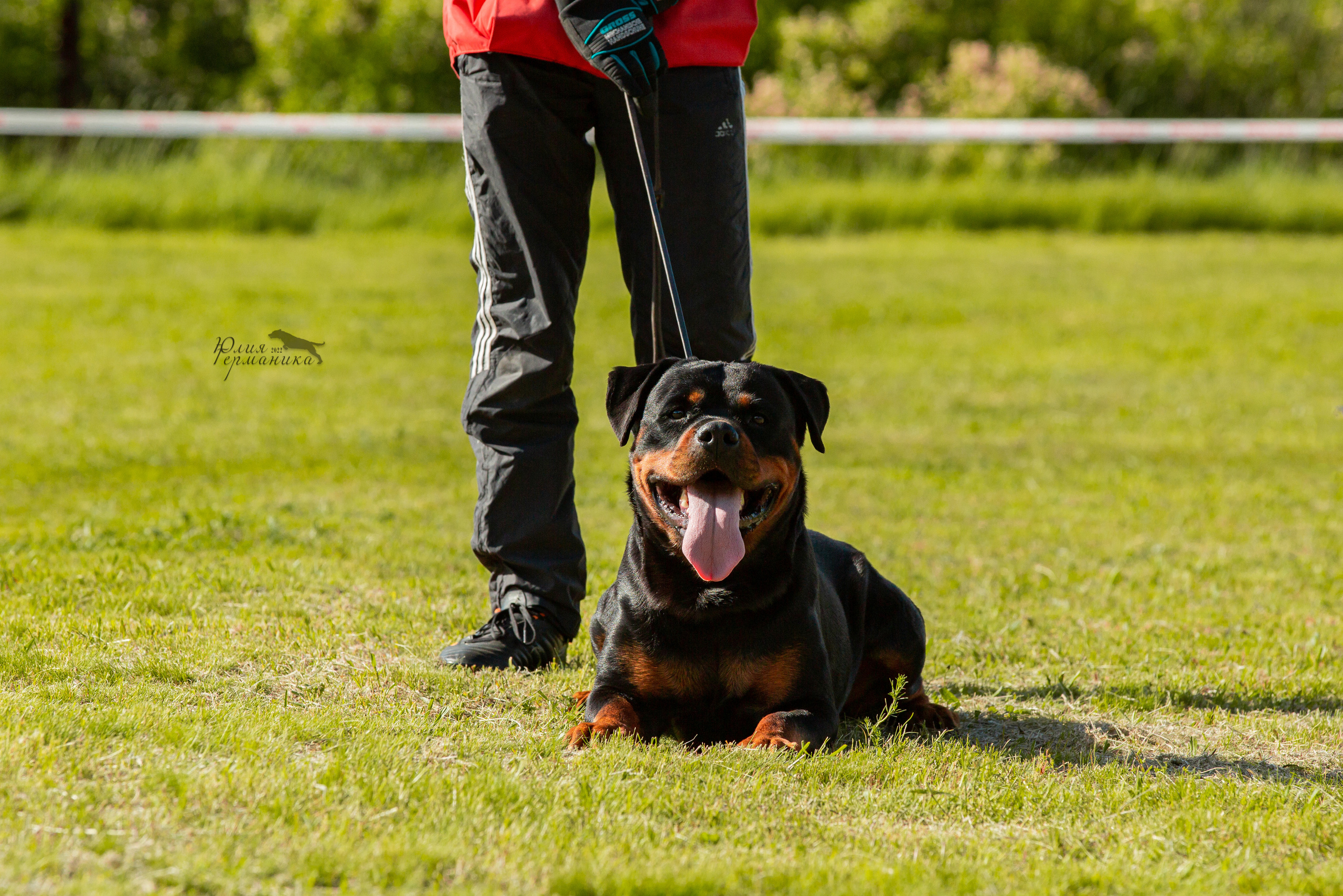 Воронеж моно ротвейлеров 28-29 мая 2022. Фотограф-анималист Юлия Германика
