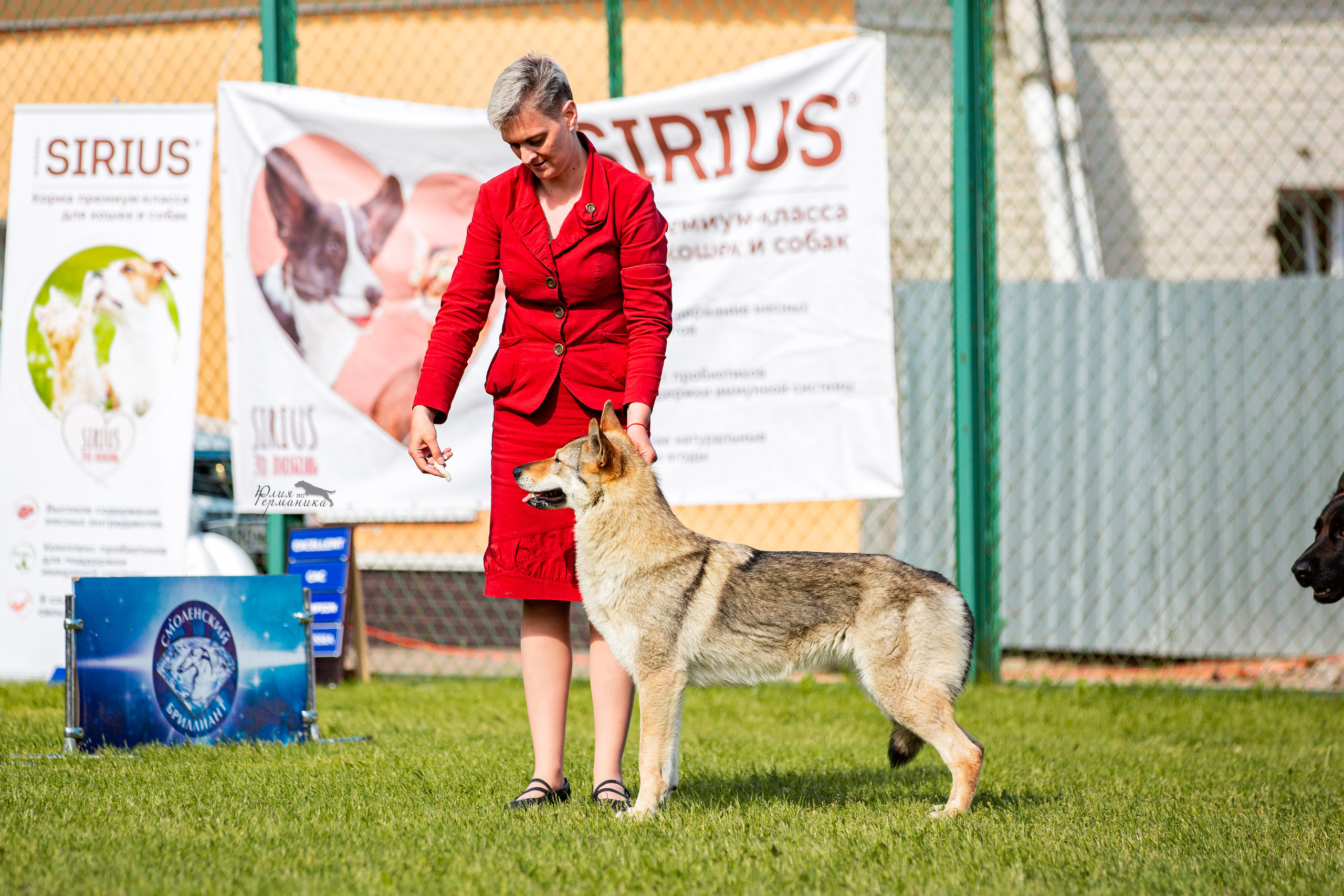 Смоленск 12.06,   Ховрино 13.06,    Питер 18.06 2022. Фотограф-анималист Юлия Германика