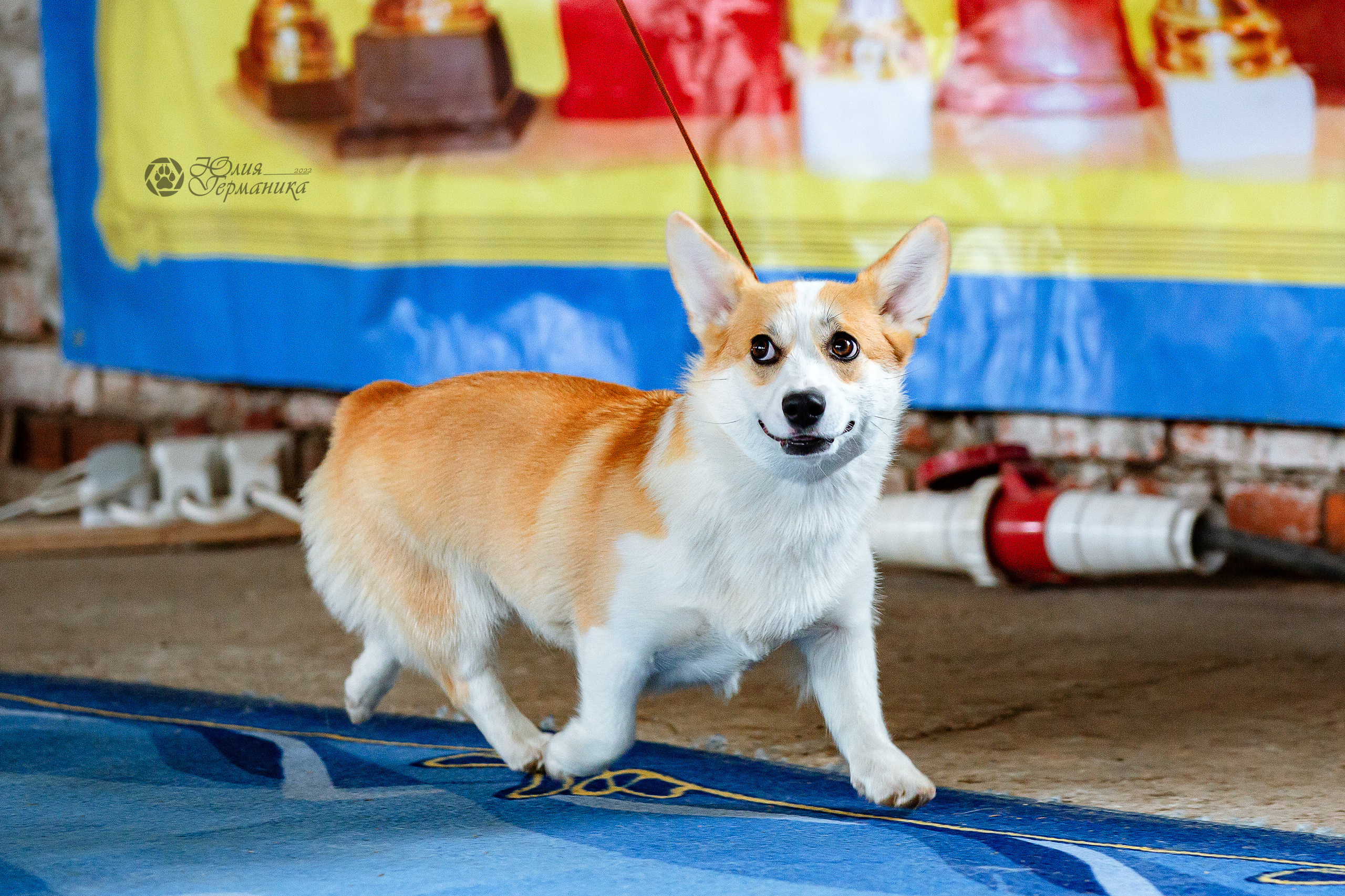 Сергиев Посад 23.04.2022. Фотограф-анималист Юлия Германика