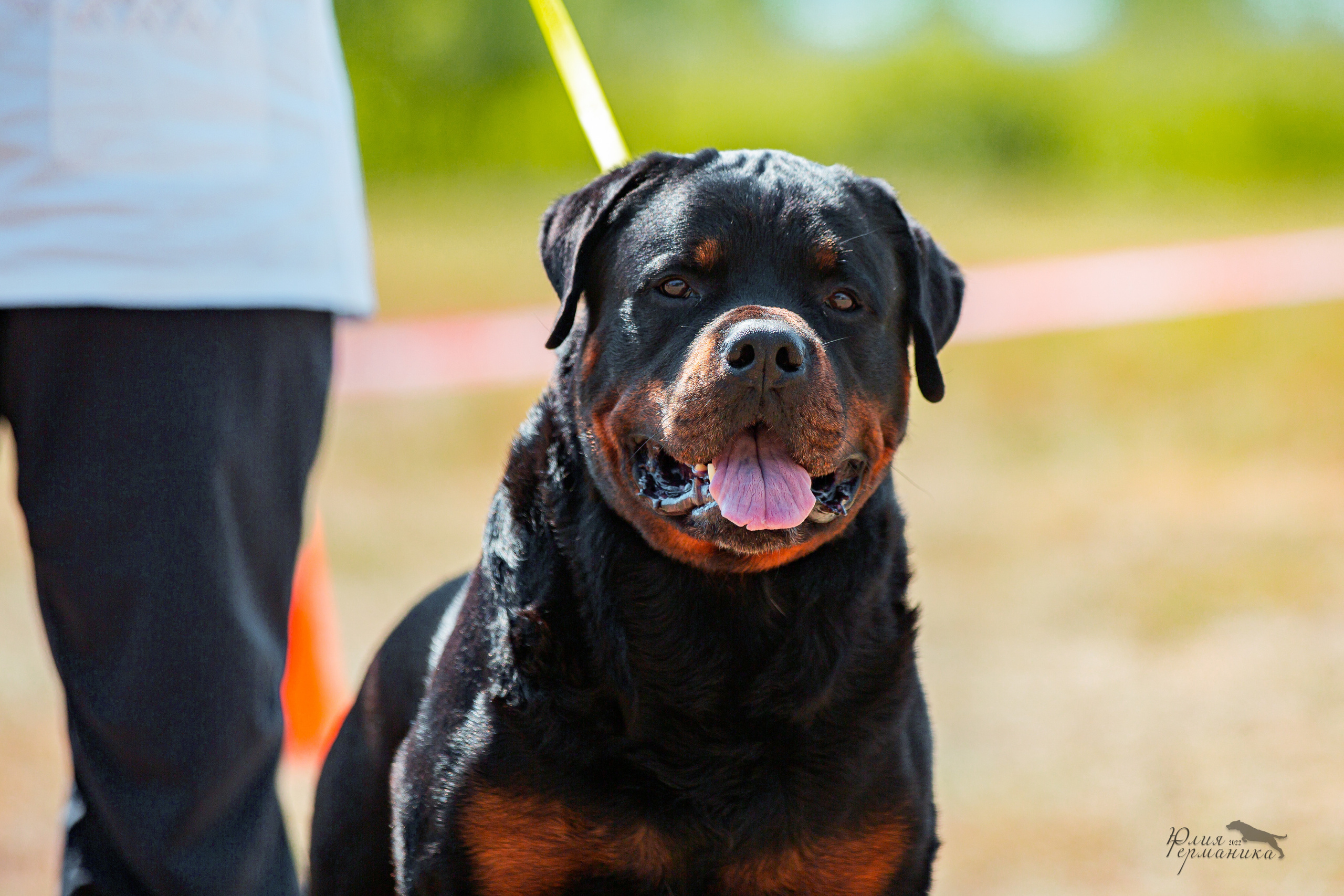 Тверь моно ротвейлеров 2-3.07.2022. Фотограф-анималист Юлия Германика