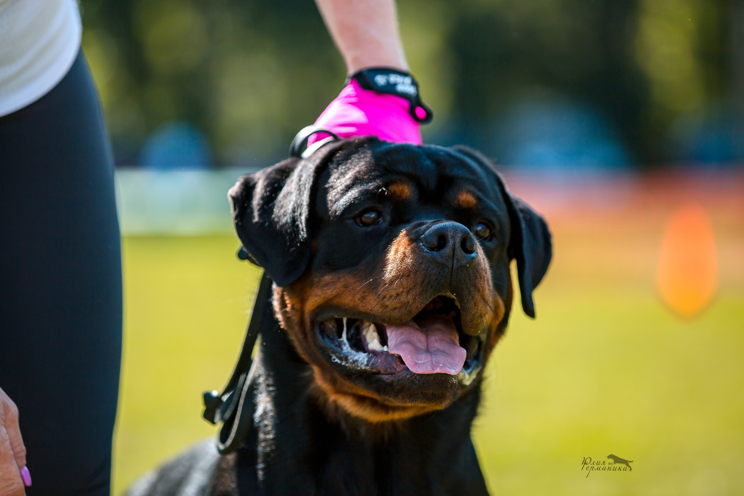 Санкт-Петербург моно ротвейлеров 23.07.2022. Фотограф-анималист Юлия Германика