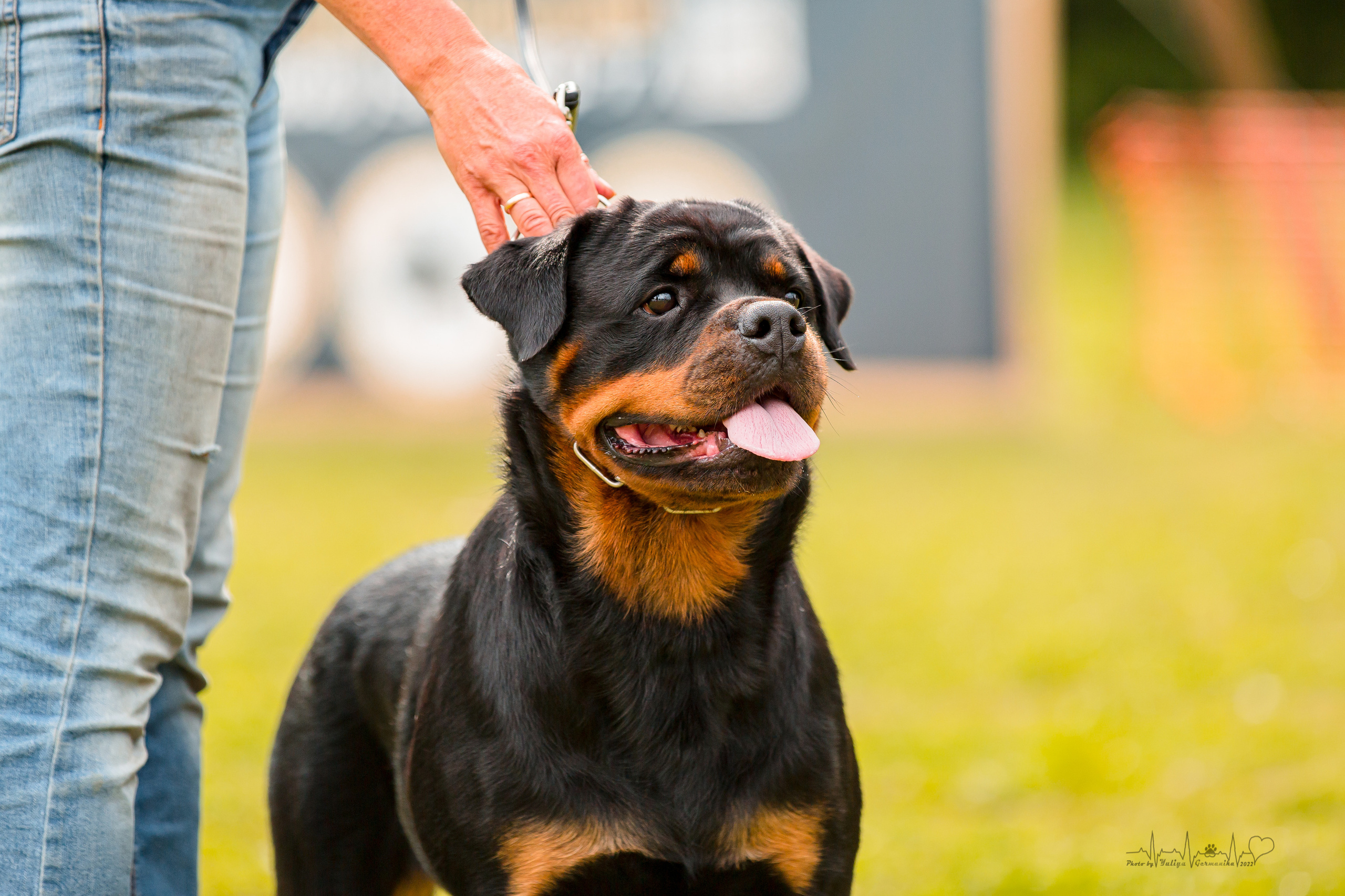 Санкт-Петербург моно ротвейлеров 23.07.2022. Фотограф-анималист Юлия Германика