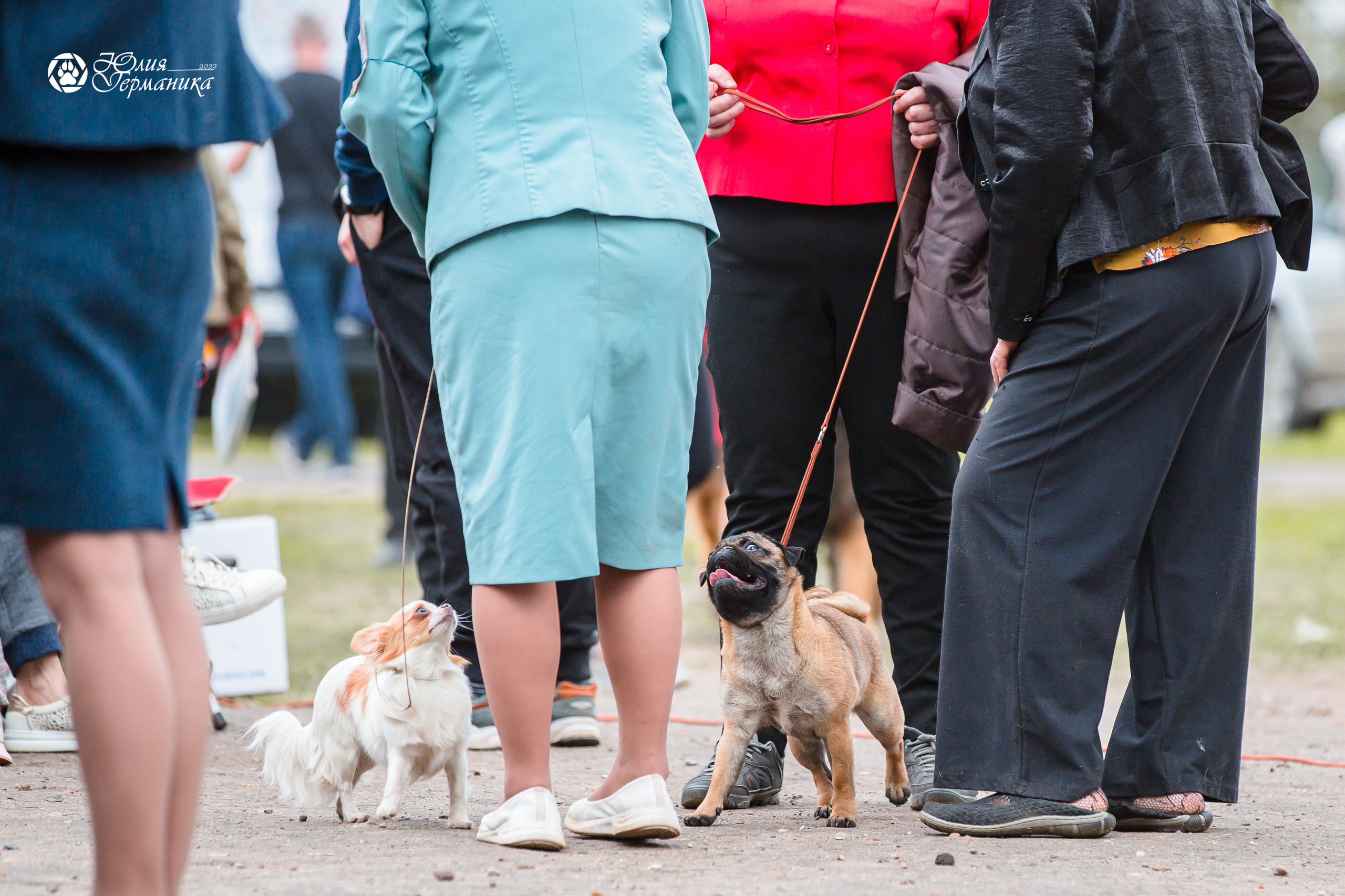 Александров 2хСАС 8 мая 2022. Фотограф-анималист Юлия Германика