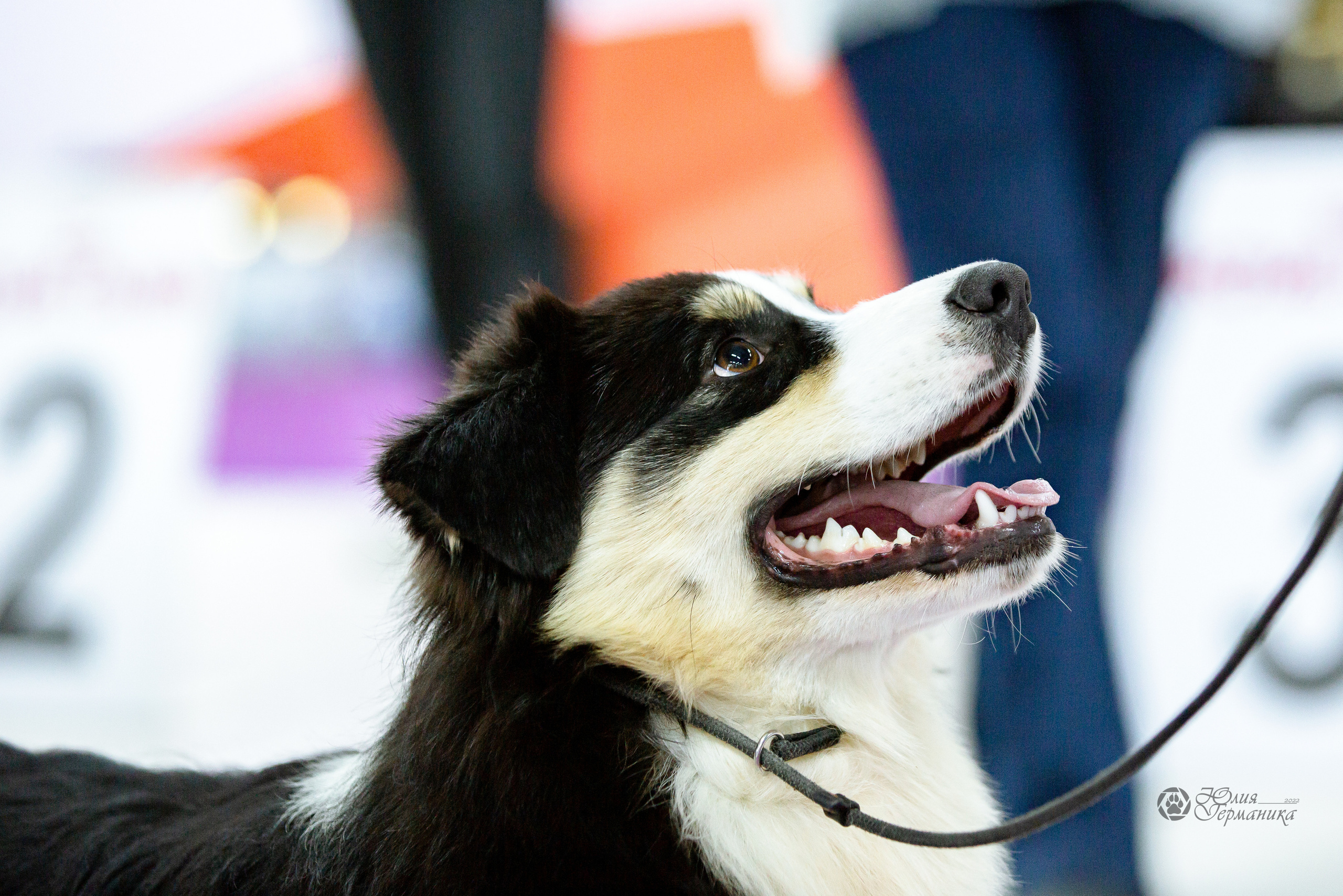 Чайна-Таун 16-17 апреля 2022. Фотограф-анималист Юлия Германика