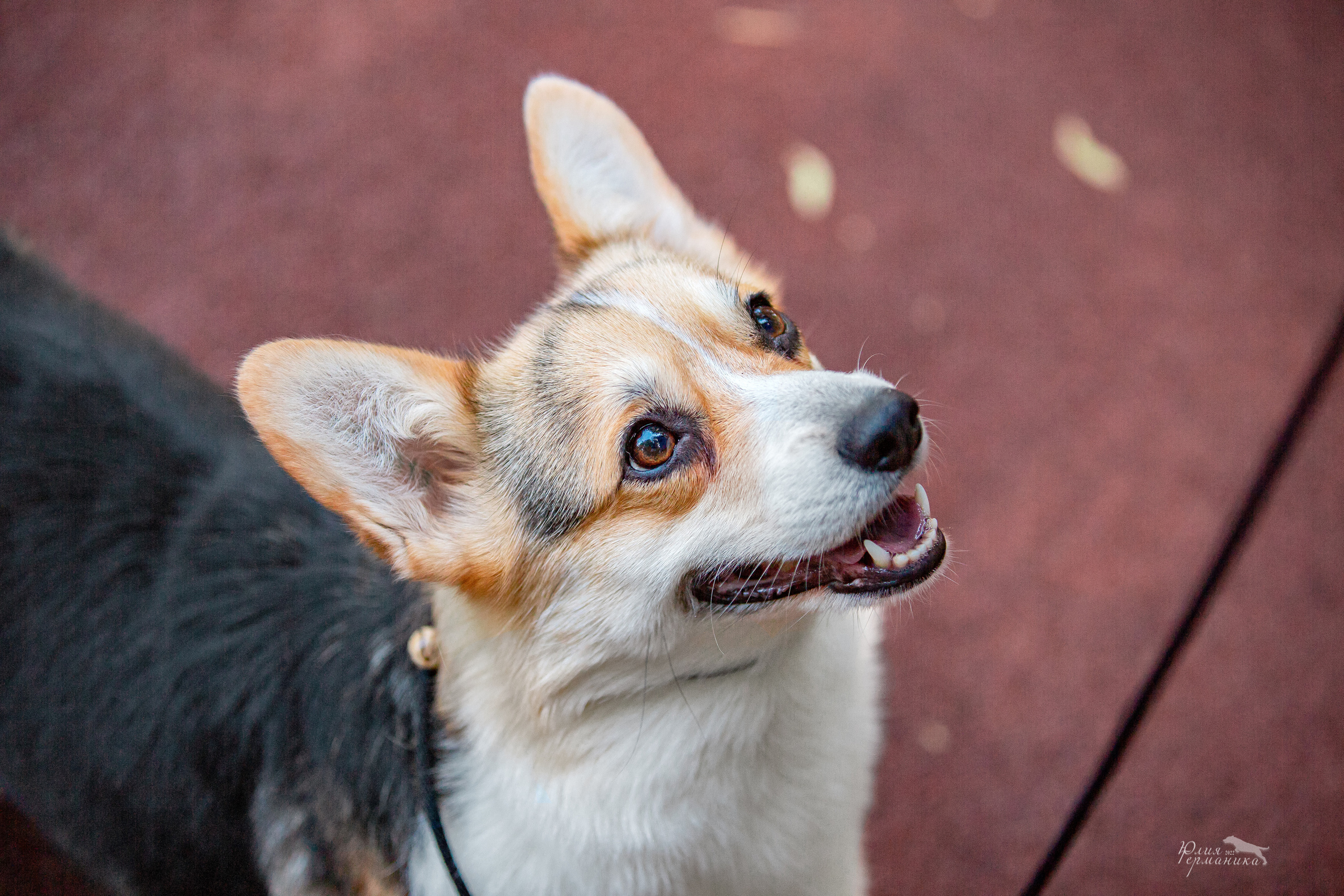 Сергиев Посад 2хСАС 25.06.2022. Фотограф-анималист Юлия Германика