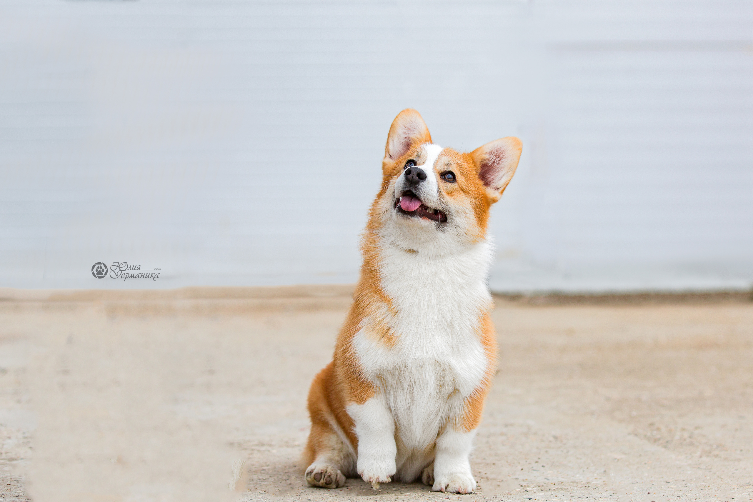 Сергиев Посад 23.04.2022. Фотограф-анималист Юлия Германика