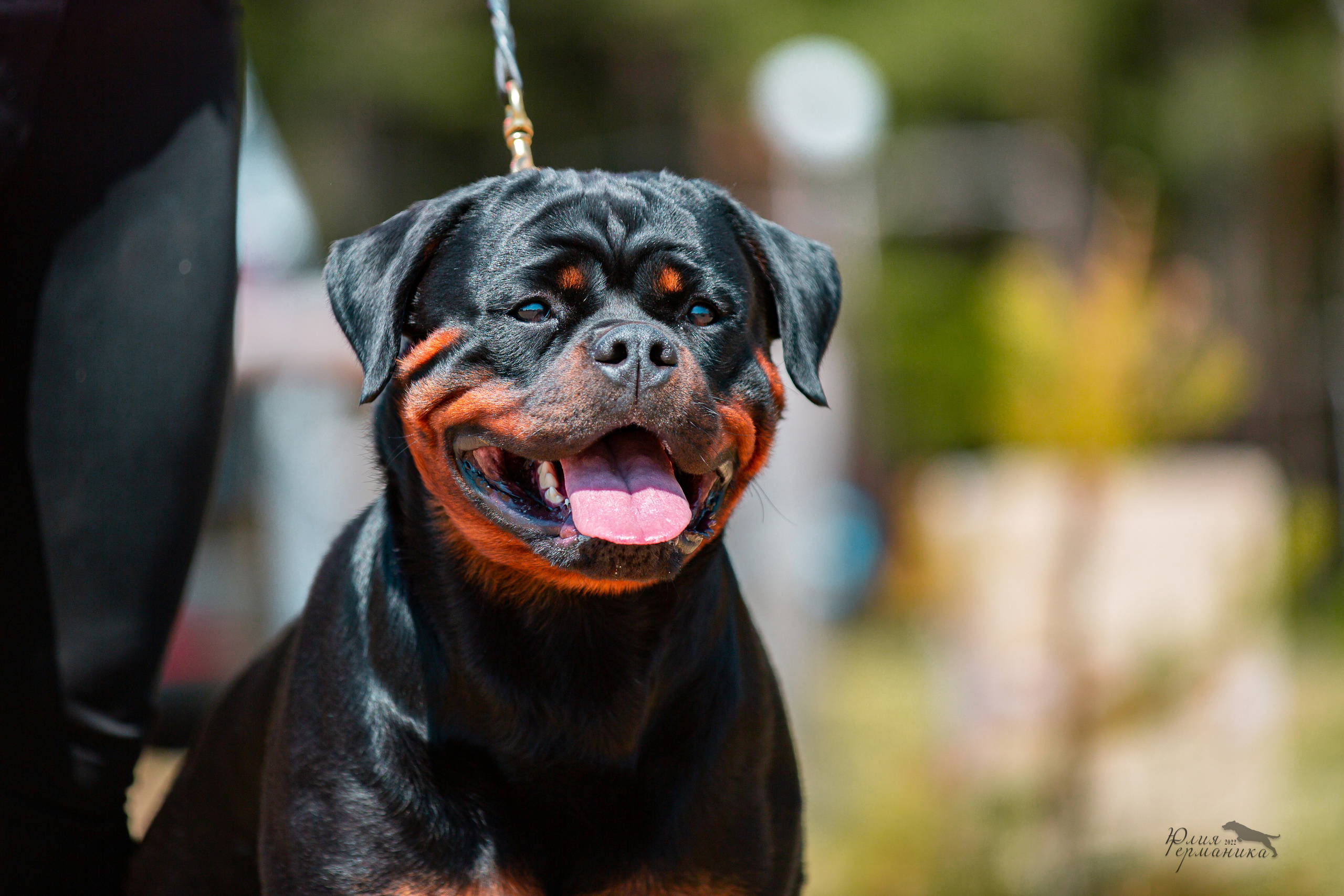 Тверь моно ротвейлеров 2-3.07.2022. Фотограф-анималист Юлия Германика