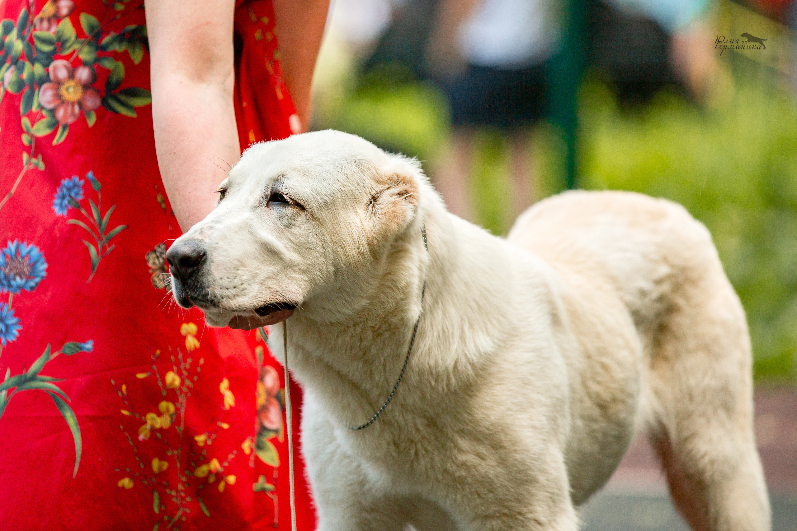 Сергиев Посад 2хСАС 25.06.2022. Фотограф-анималист Юлия Германика