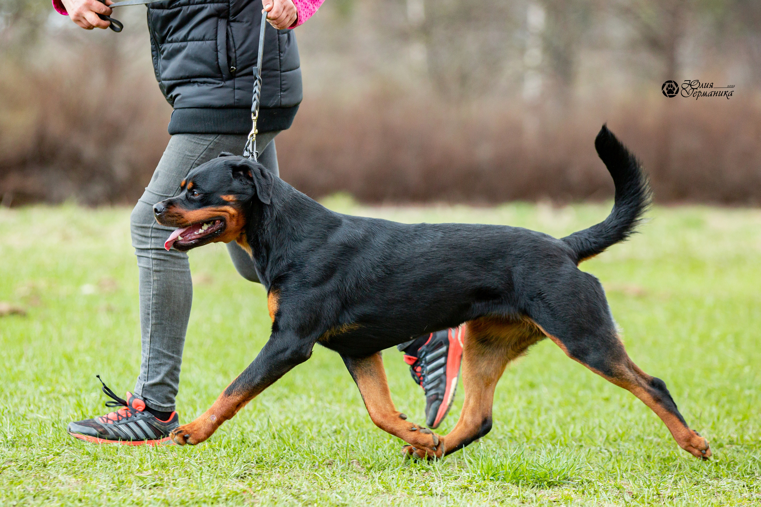 Свободная съемка. Фотограф-анималист Юлия Германика
