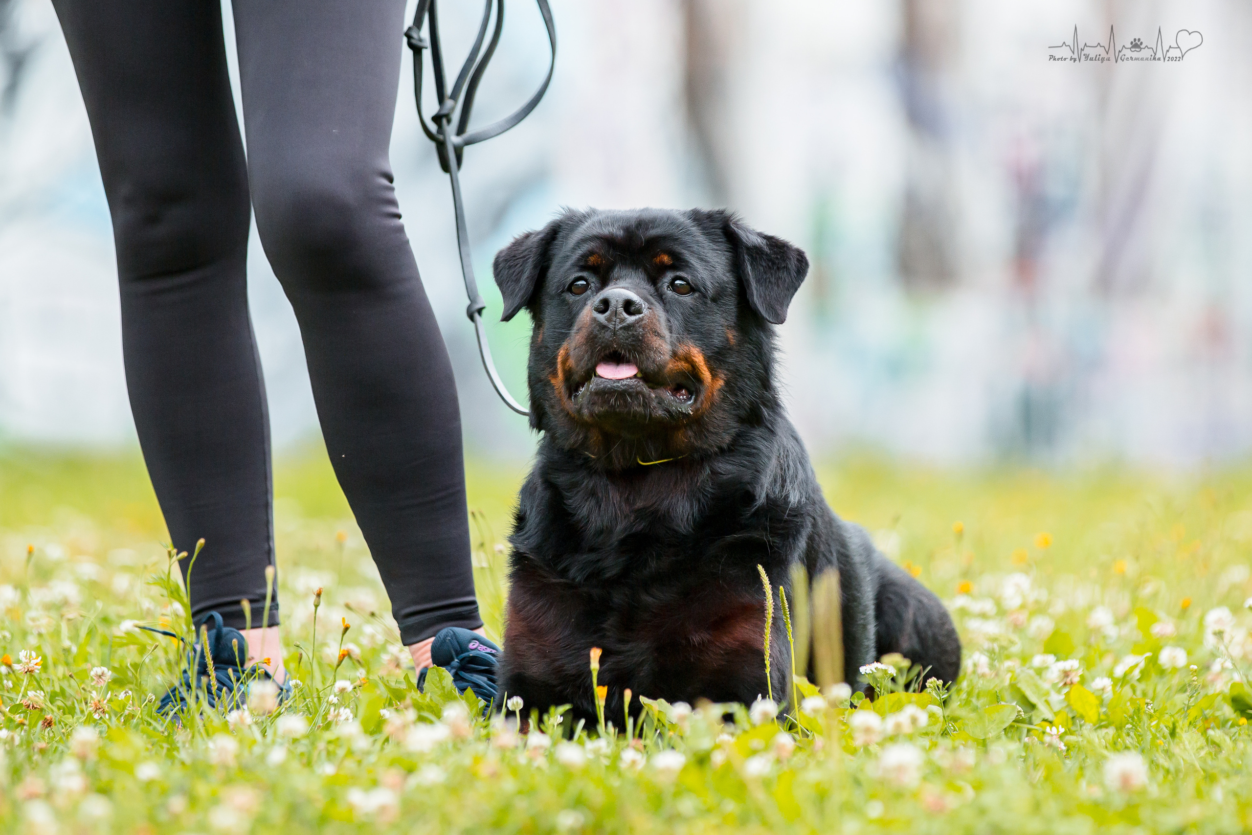 Санкт-Петербург моно ротвейлеров 23.07.2022. Фотограф-анималист Юлия Германика