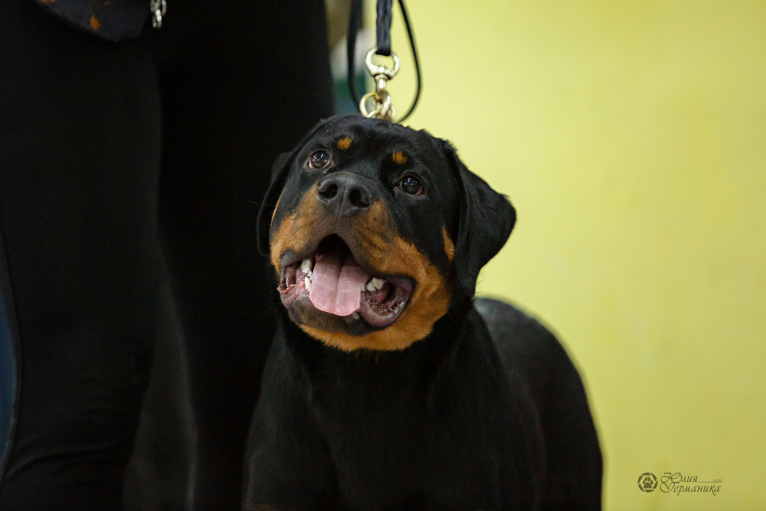 Чайна-Таун 16-17 апреля 2022. Фотограф-анималист Юлия Германика