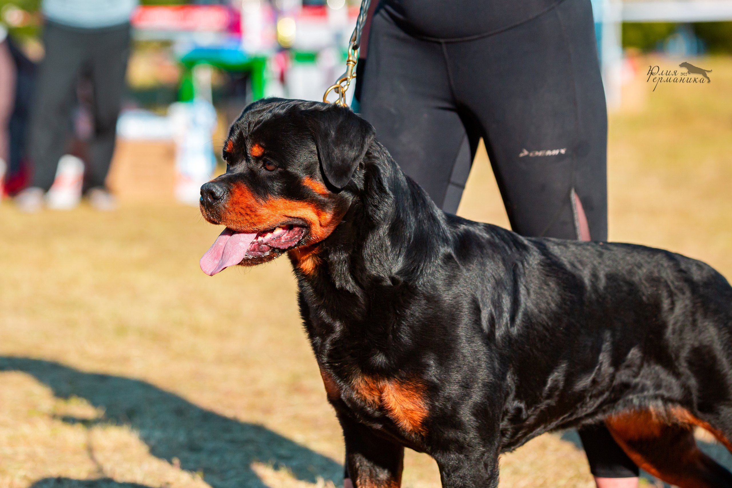 Тверь моно ротвейлеров 2-3.07.2022. Фотограф-анималист Юлия Германика