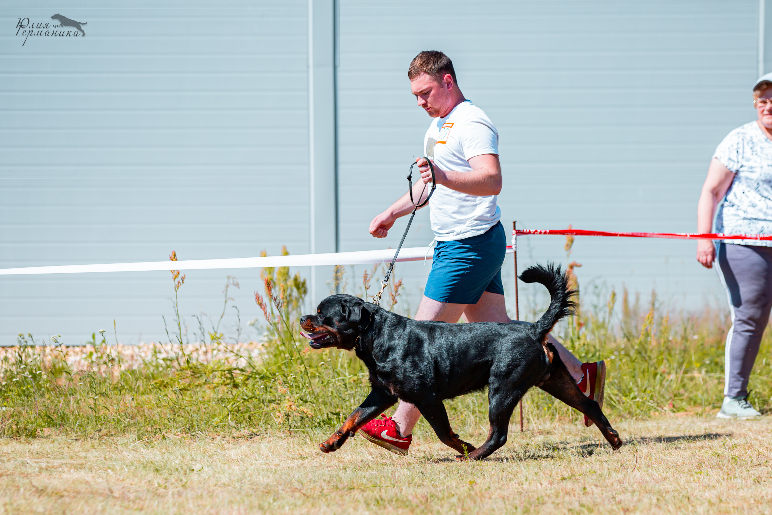 Тверь моно ротвейлеров 2-3.07.2022. Фотограф-анималист Юлия Германика