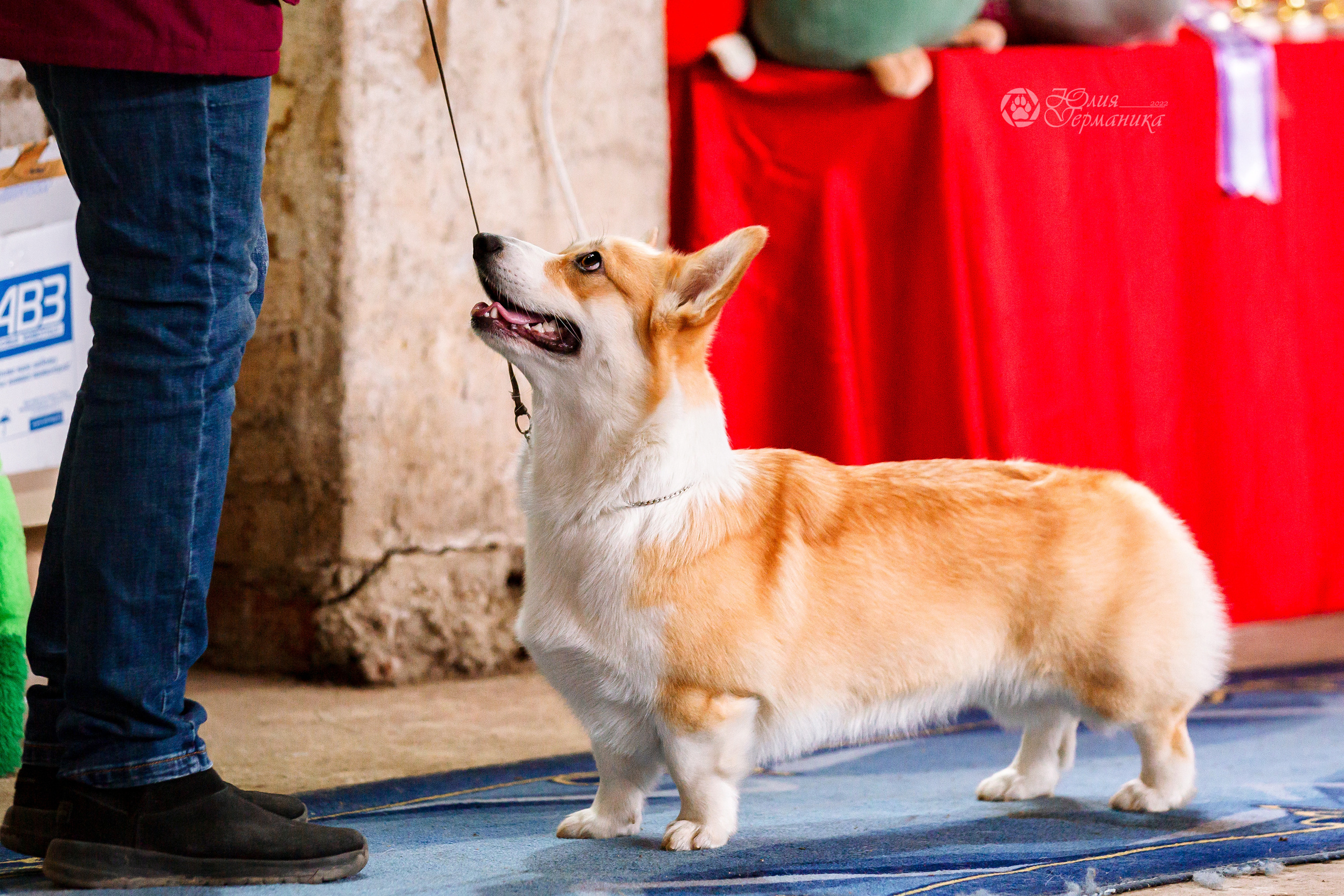 Сергиев Посад 23.04.2022. Фотограф-анималист Юлия Германика