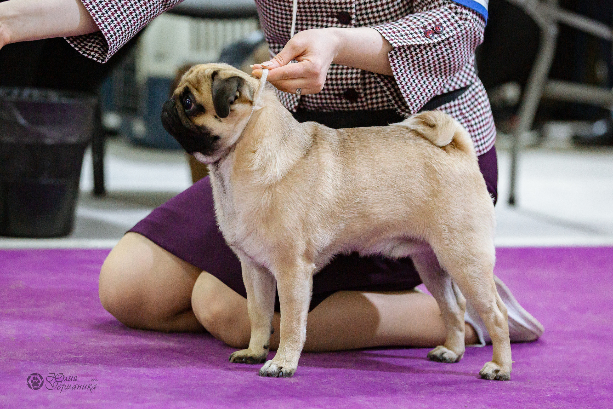 Чайна-Таун 16-17 апреля 2022. Фотограф-анималист Юлия Германика