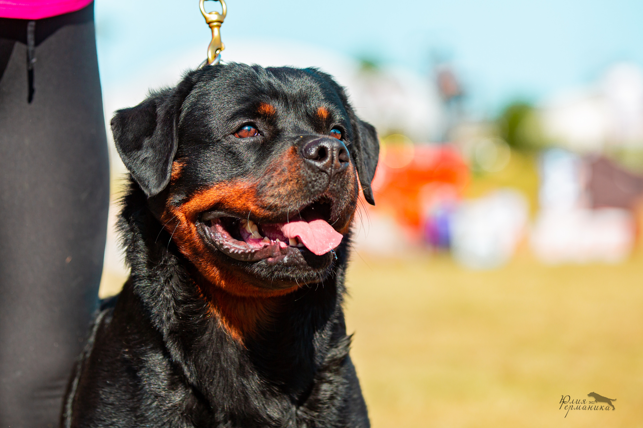 Тверь моно ротвейлеров 2-3.07.2022. Фотограф-анималист Юлия Германика