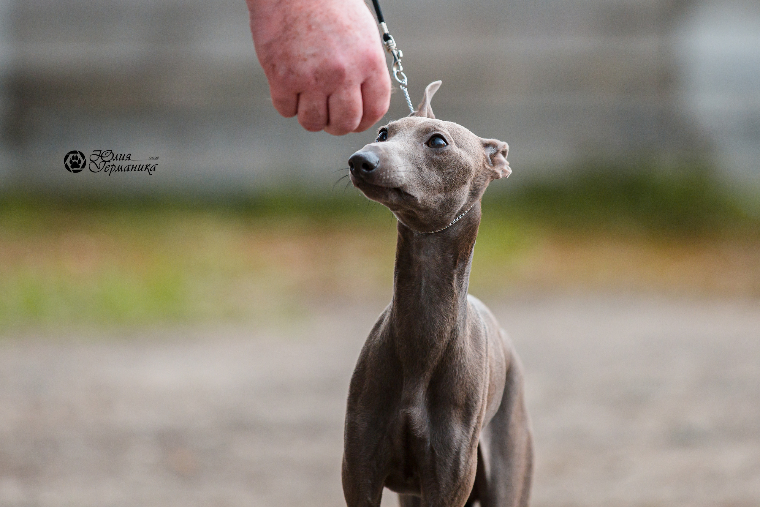 Александров 2хСАС 8 мая 2022. Фотограф-анималист Юлия Германика