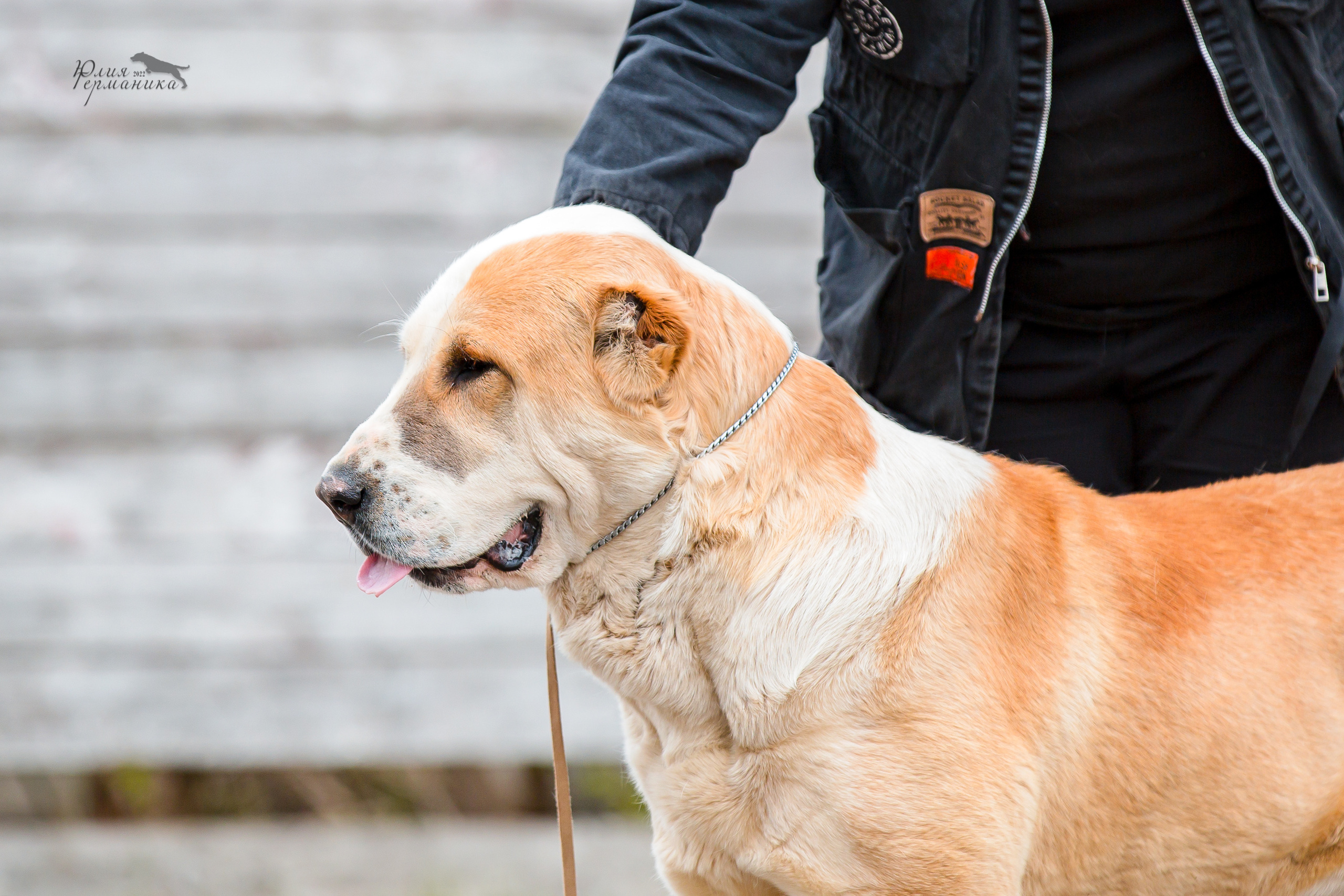 Александров 2хСАС 8 мая 2022. Фотограф-анималист Юлия Германика