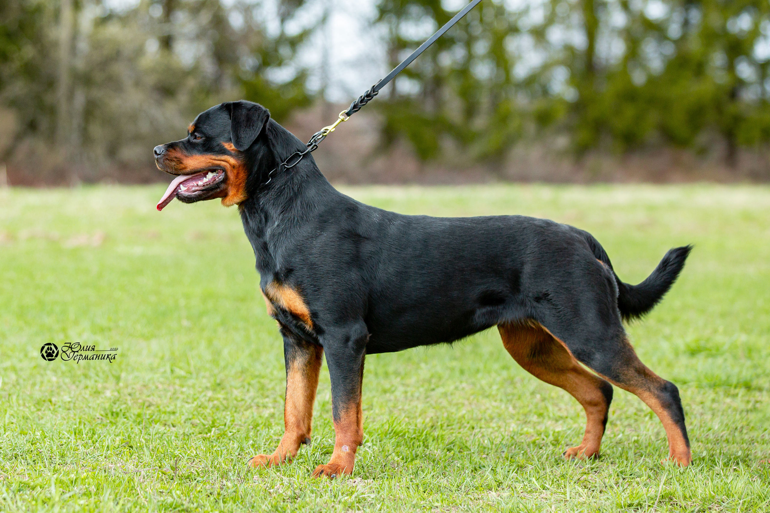 Свободная съемка. Фотограф-анималист Юлия Германика