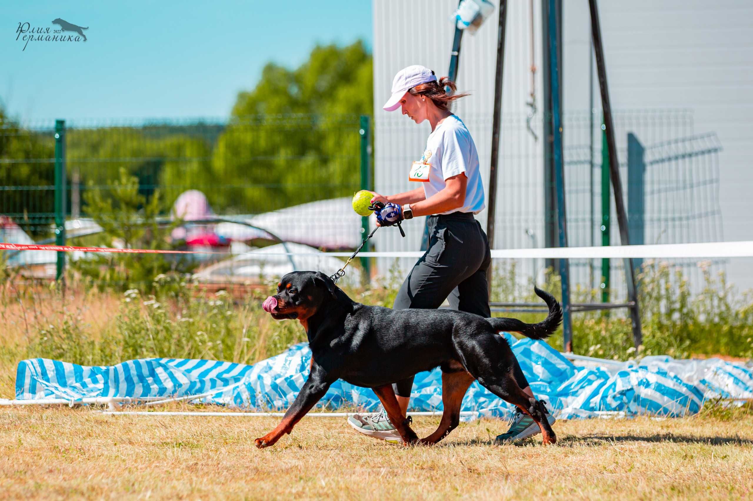Тверь моно ротвейлеров 2-3.07.2022. Фотограф-анималист Юлия Германика