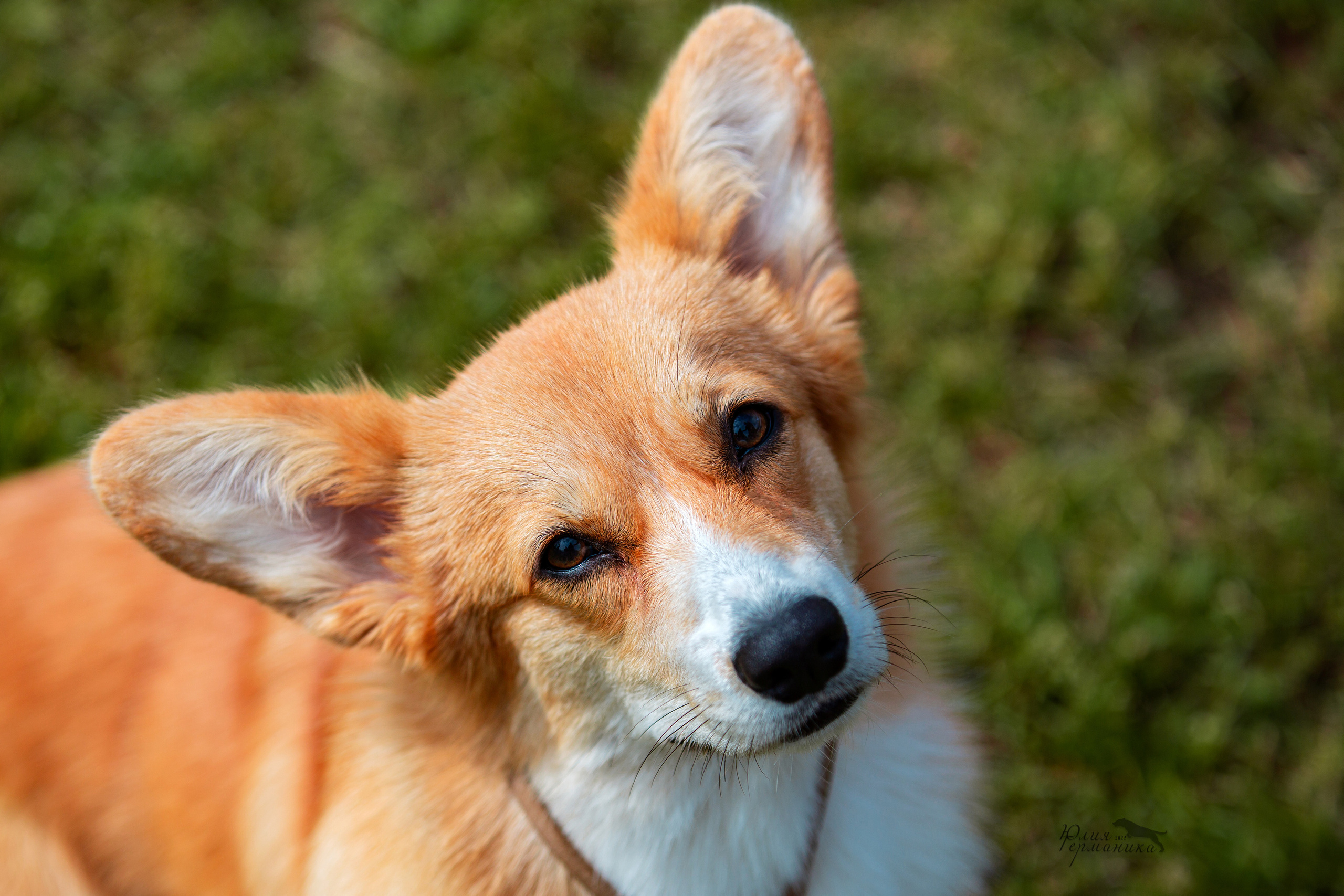 Смоленск 12.06,   Ховрино 13.06,    Питер 18.06 2022. Фотограф-анималист Юлия Германика