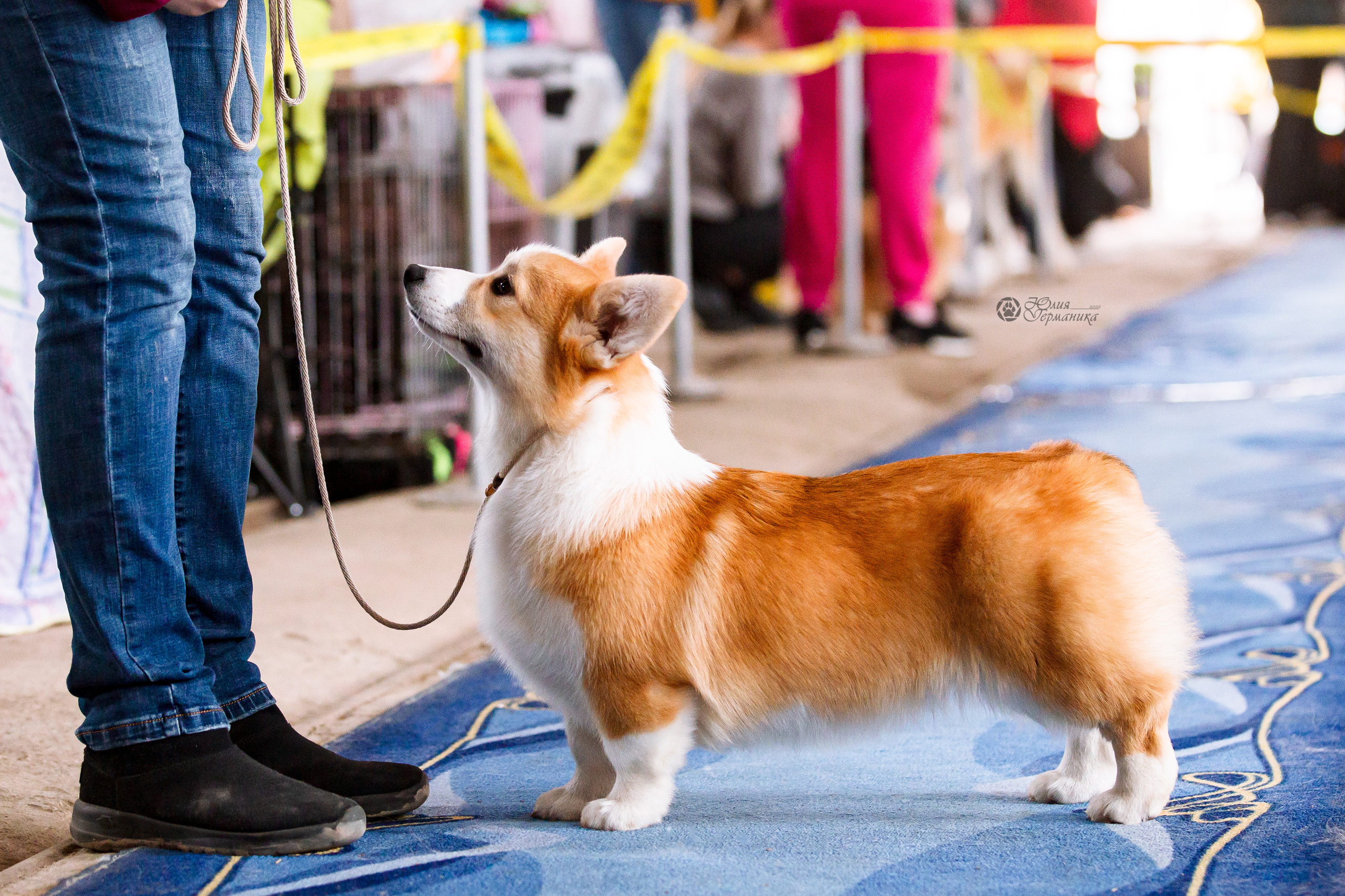 Сергиев Посад 23.04.2022. Фотограф-анималист Юлия Германика