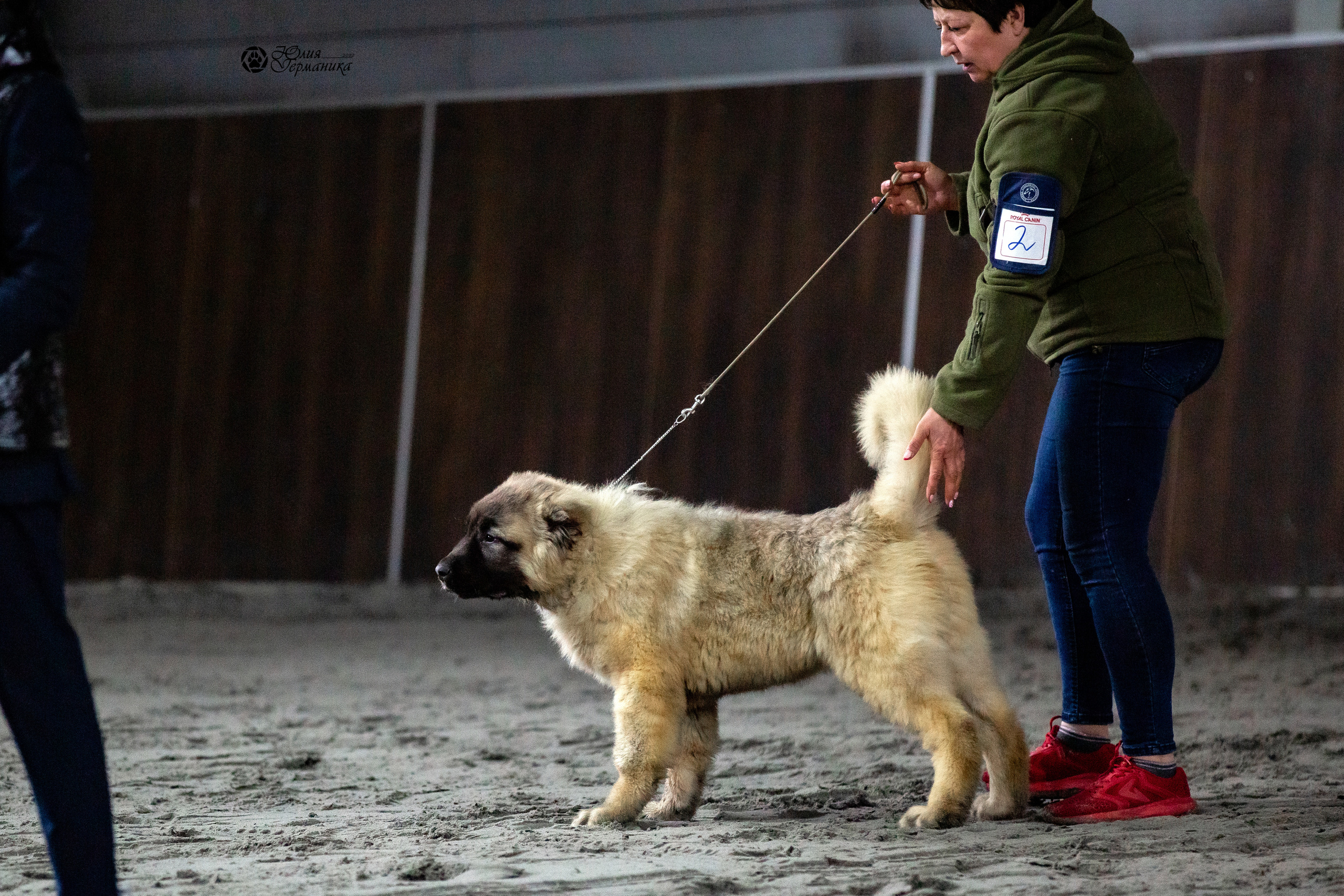 Националка САО+КЧК 24 апреля 2022. Фотограф-анималист Юлия Германика
