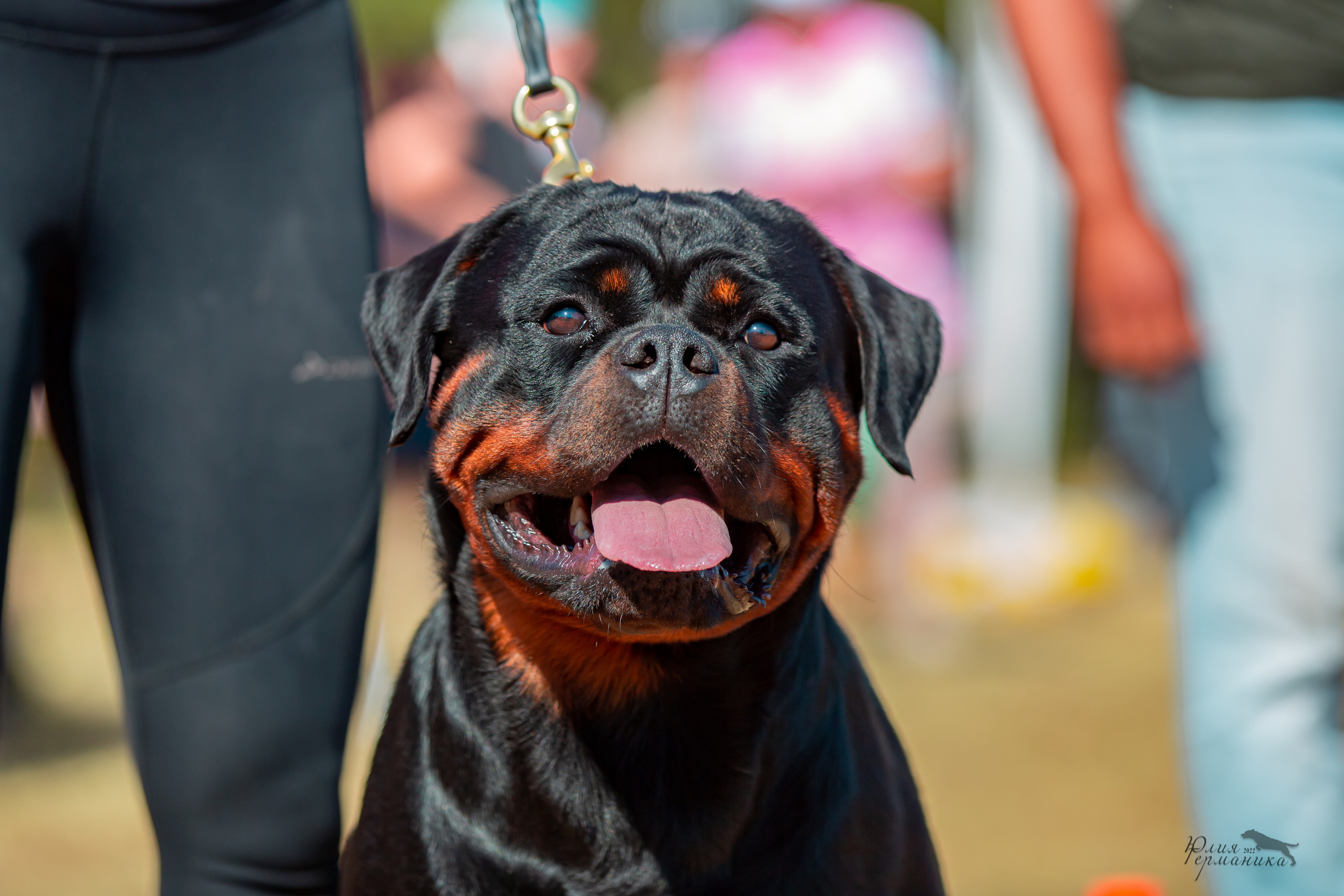 Тверь моно ротвейлеров 2-3.07.2022