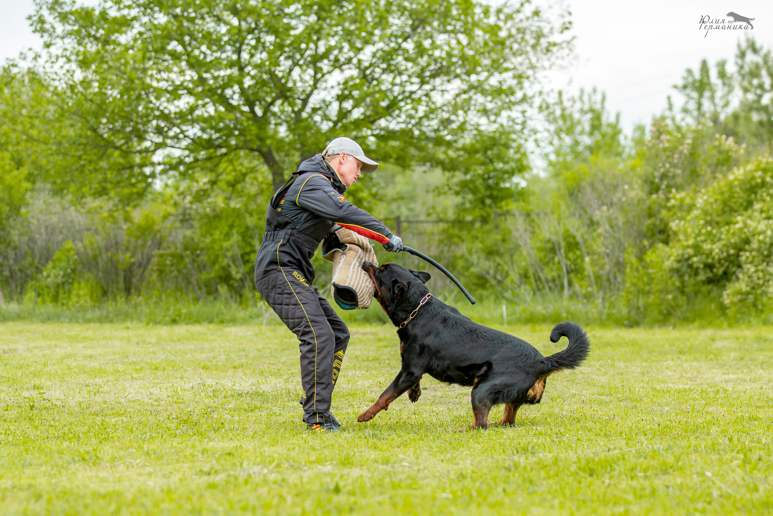 Воронеж моно ротвейлеров 28-29 мая 2022. Фотограф-анималист Юлия Германика