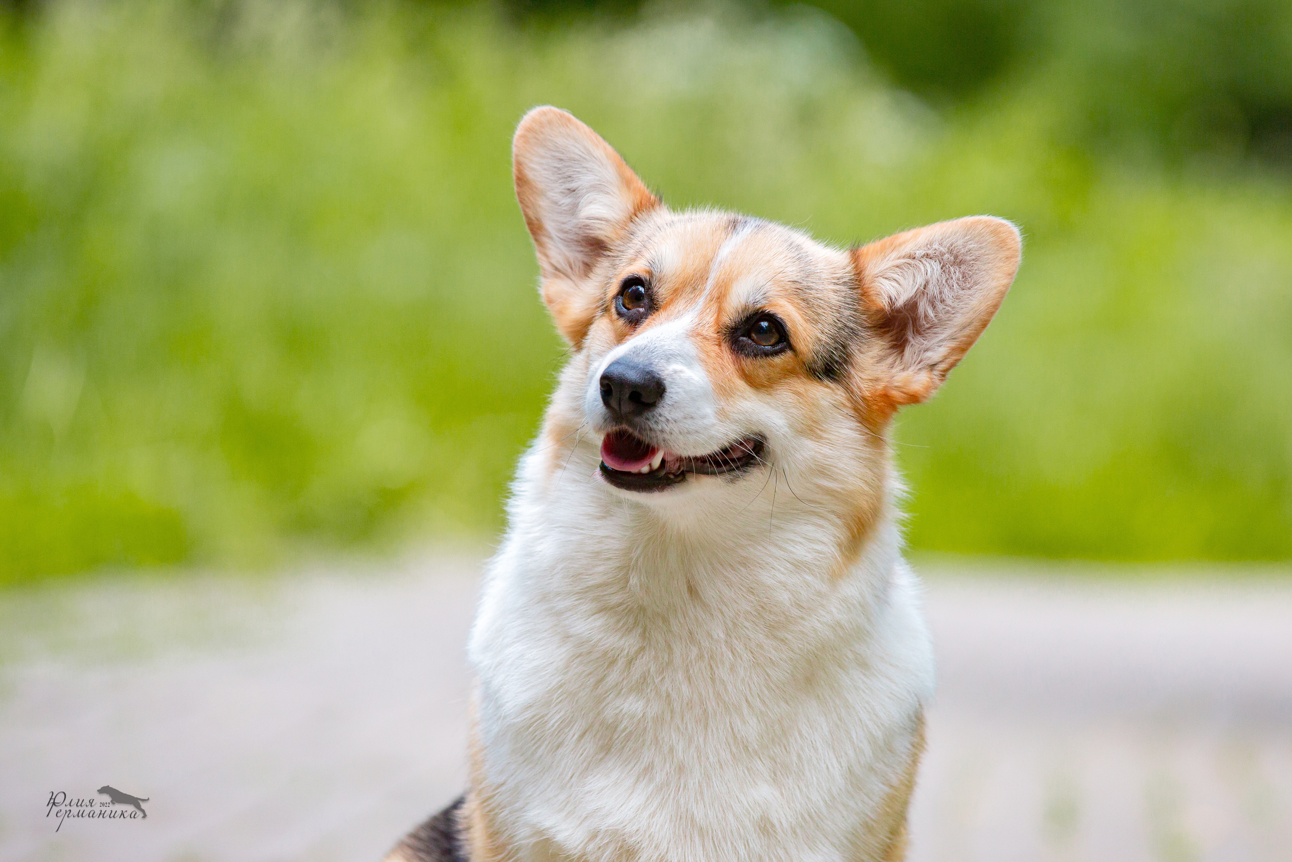 Сергиев Посад 2хСАС 25.06.2022. Фотограф-анималист Юлия Германика