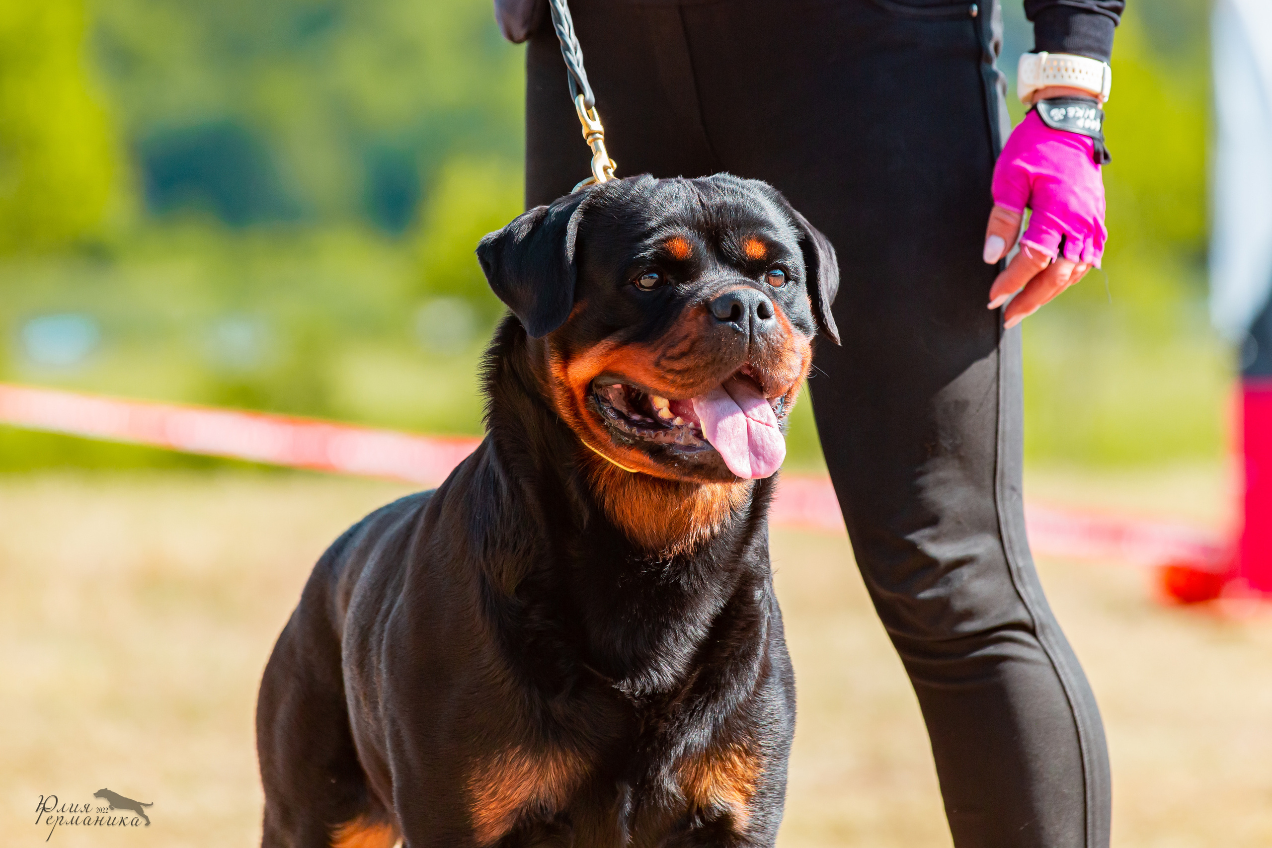 Тверь моно ротвейлеров 2-3.07.2022. Фотограф-анималист Юлия Германика