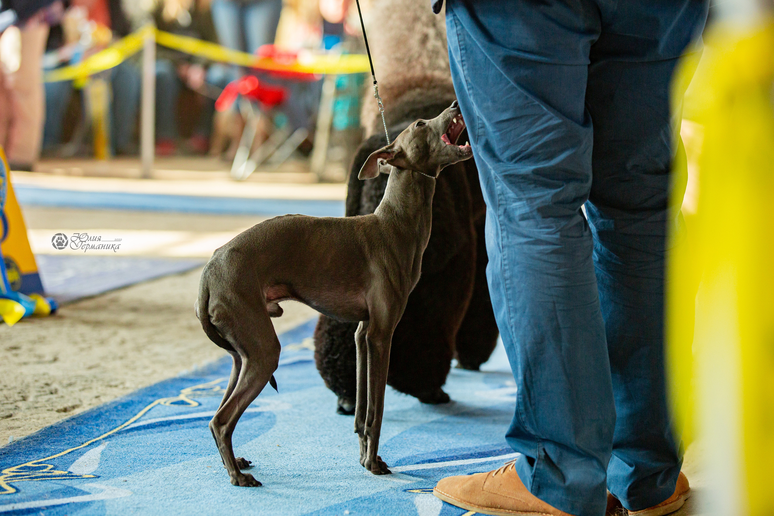 Сергиев Посад 23.04.2022. Фотограф-анималист Юлия Германика