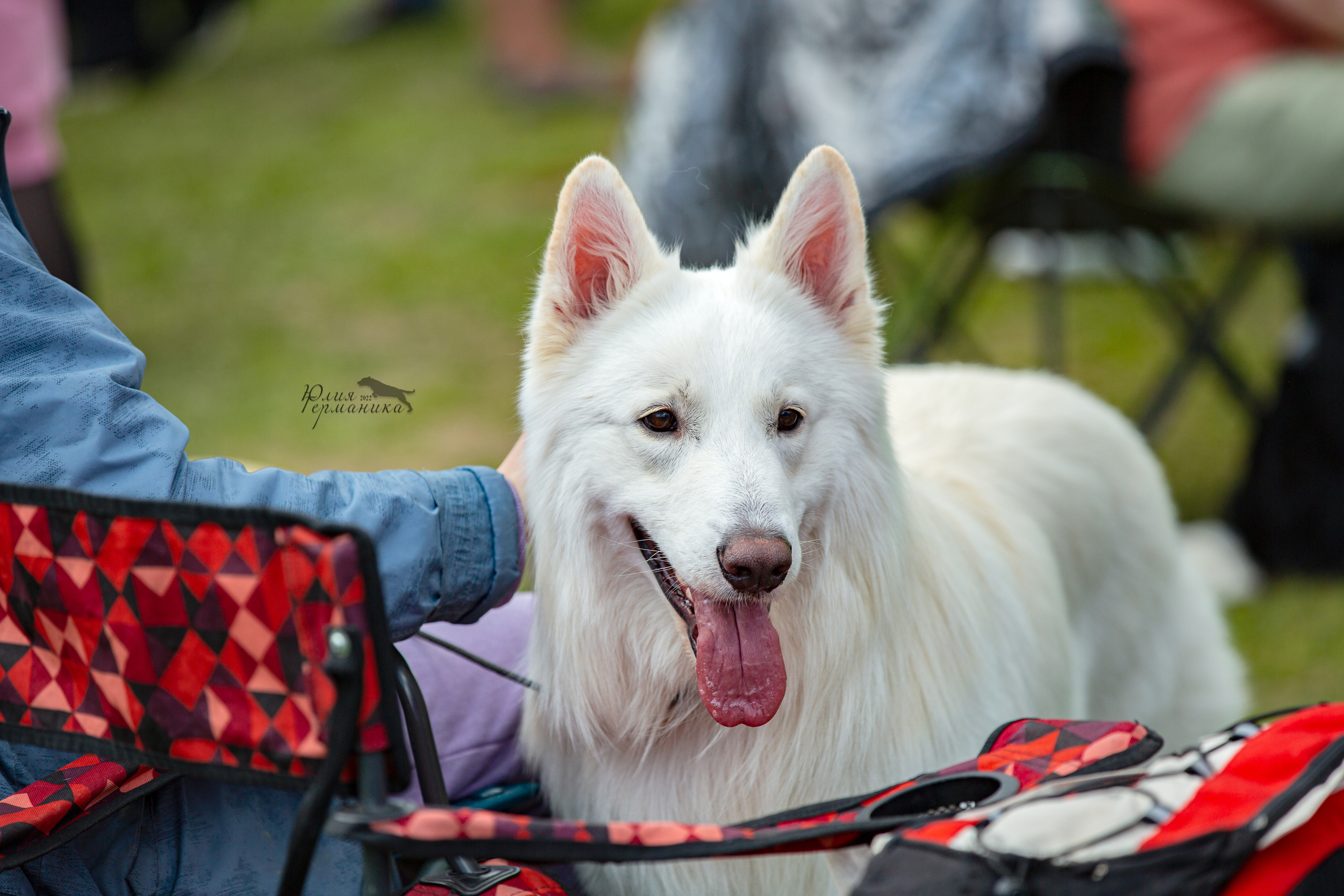 Пушкино 2хЧРКФ 14 мая 2022. Фотограф-анималист Юлия Германика