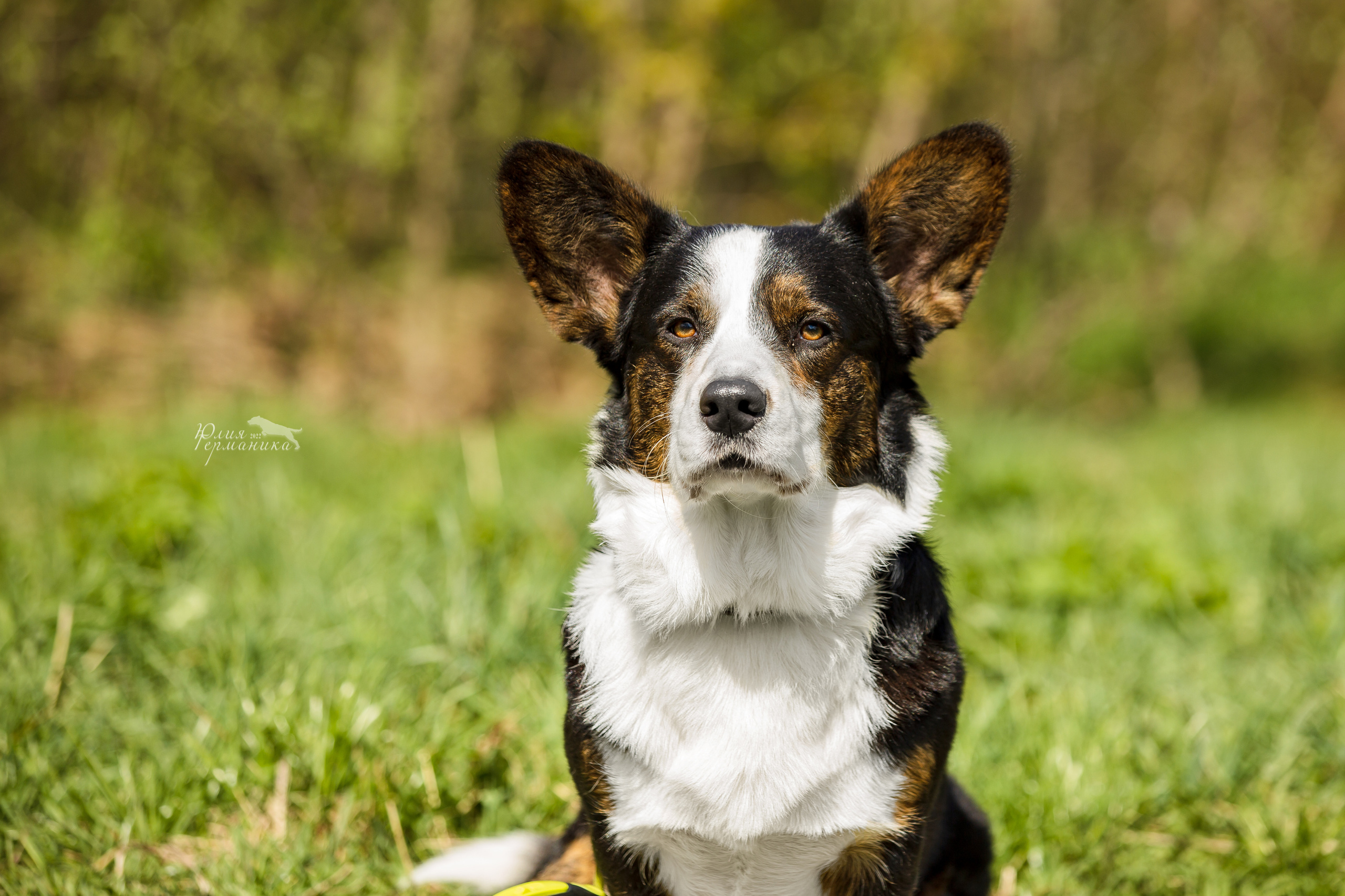 Пушкино 2хЧРКФ 14 мая 2022. Фотограф-анималист Юлия Германика