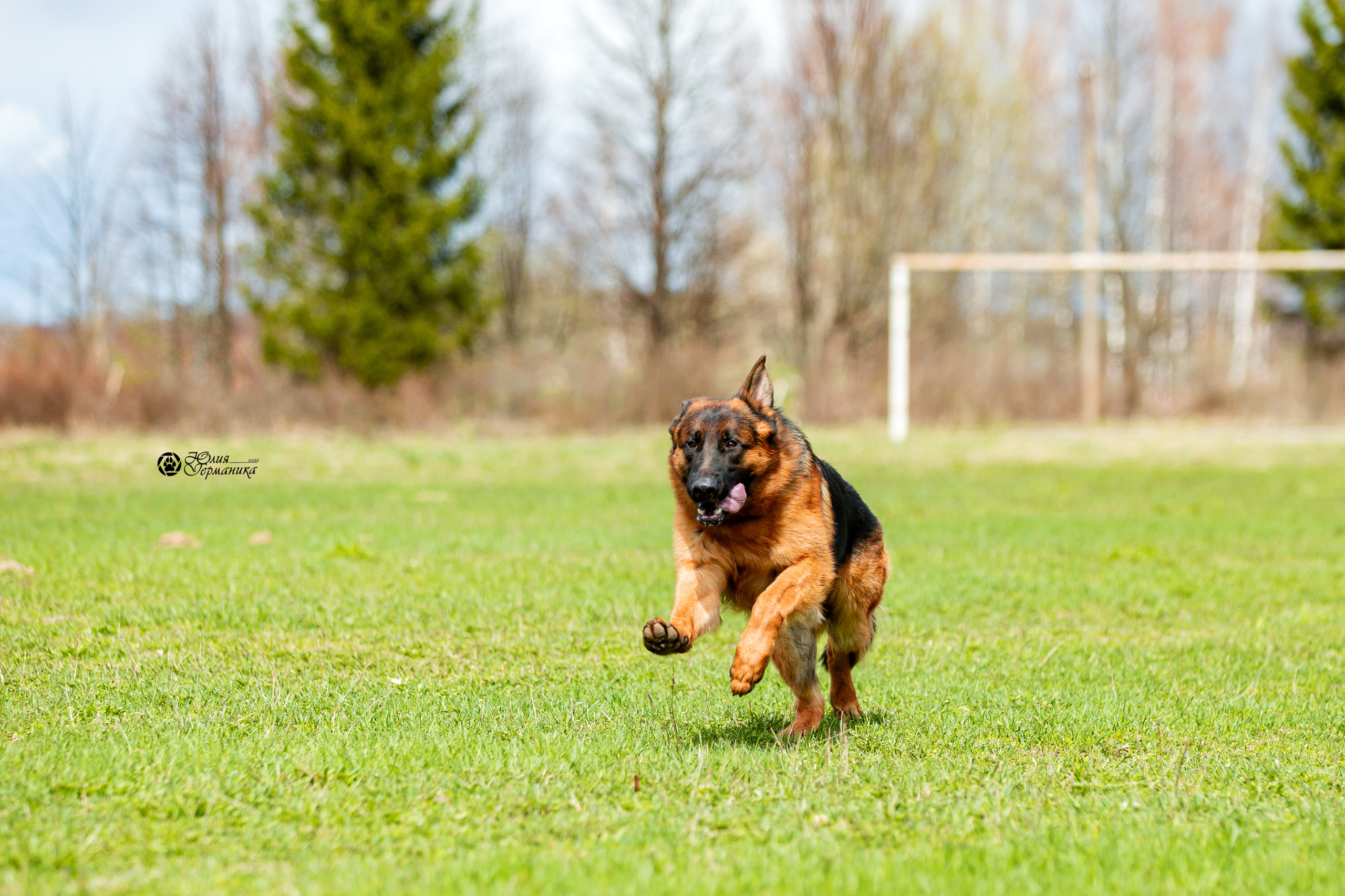 Свободная съемка. Фотограф-анималист Юлия Германика