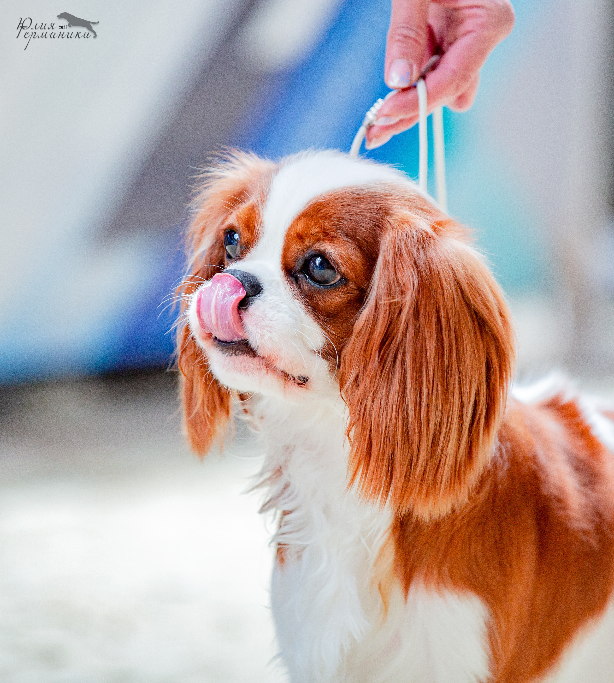 Евразия 21-22 мая 2022. Фотограф-анималист Юлия Германика