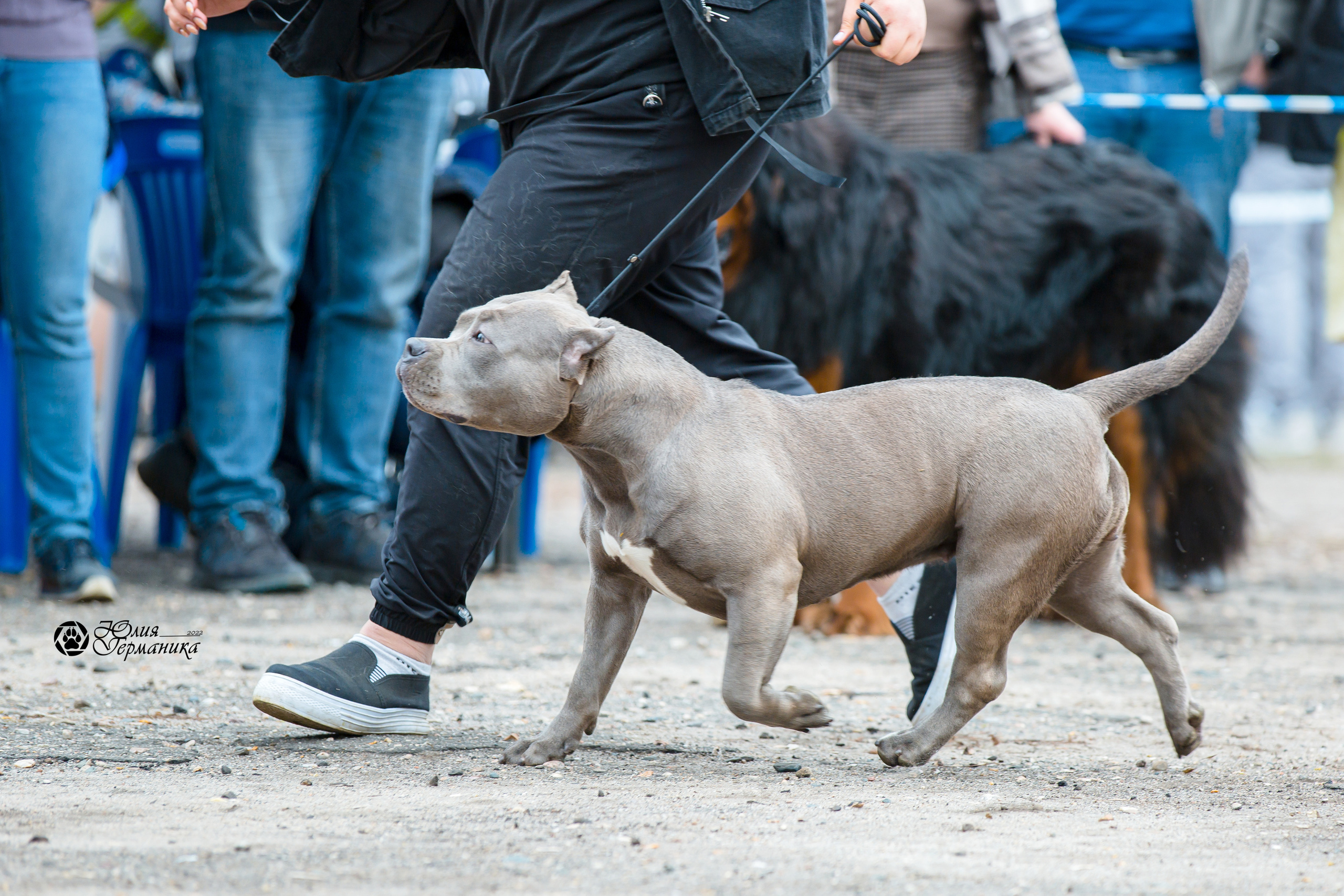 Александров 2хСАС 8 мая 2022. Фотограф-анималист Юлия Германика