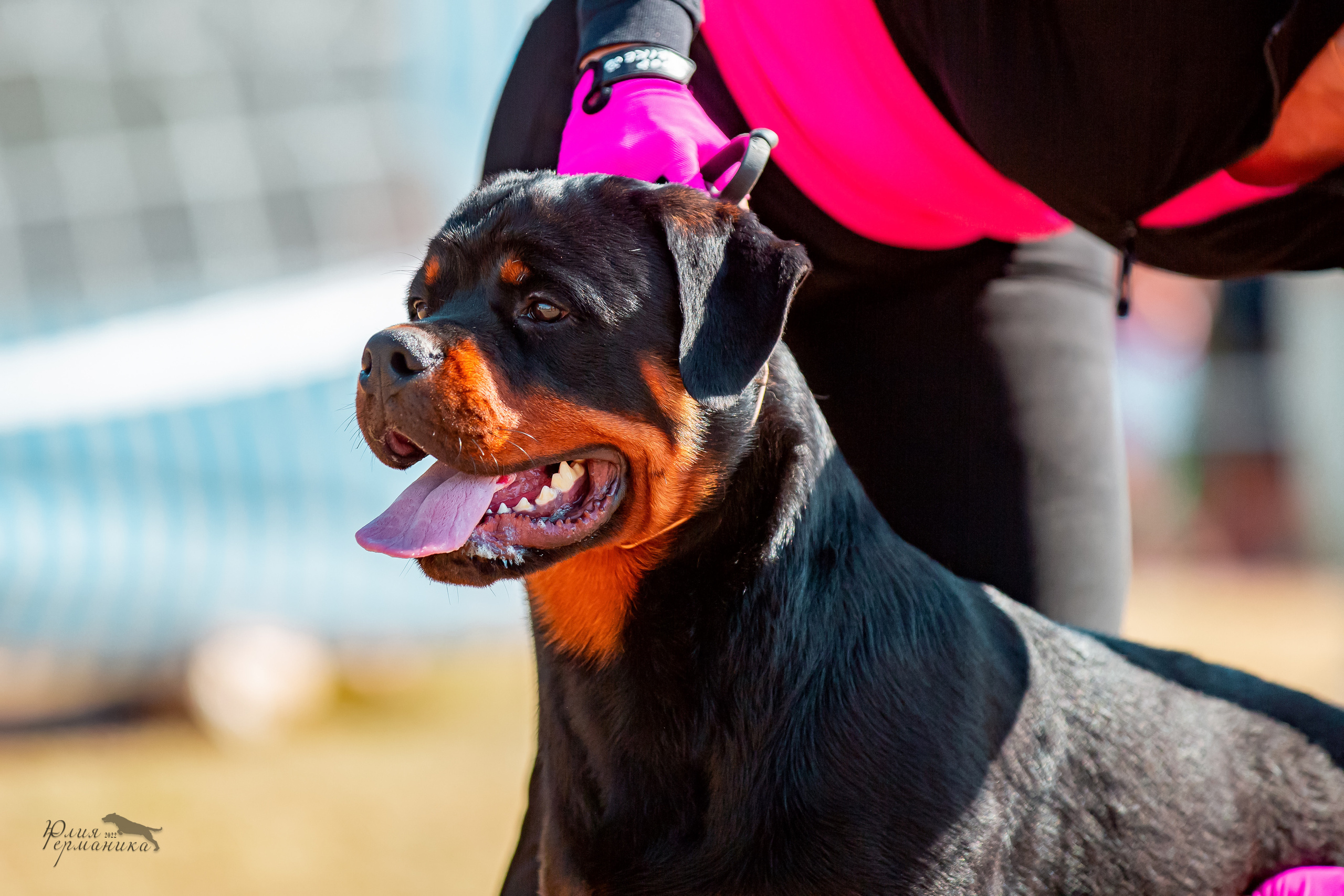 Тверь моно ротвейлеров 2-3.07.2022. Фотограф-анималист Юлия Германика