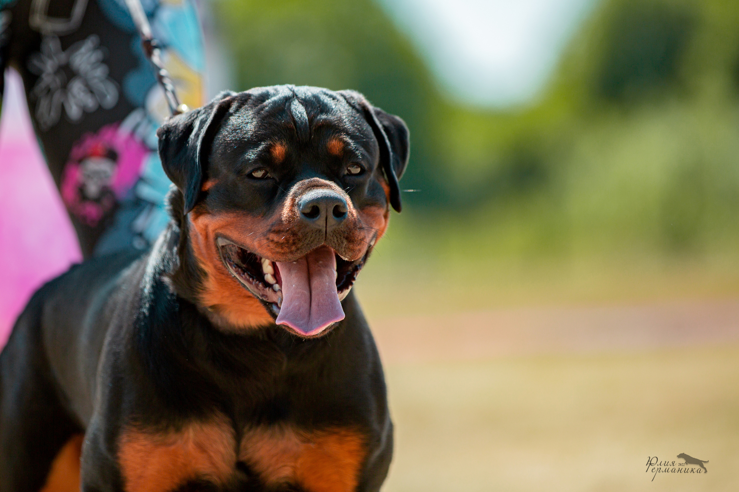 Тверь моно ротвейлеров 2-3.07.2022. Фотограф-анималист Юлия Германика