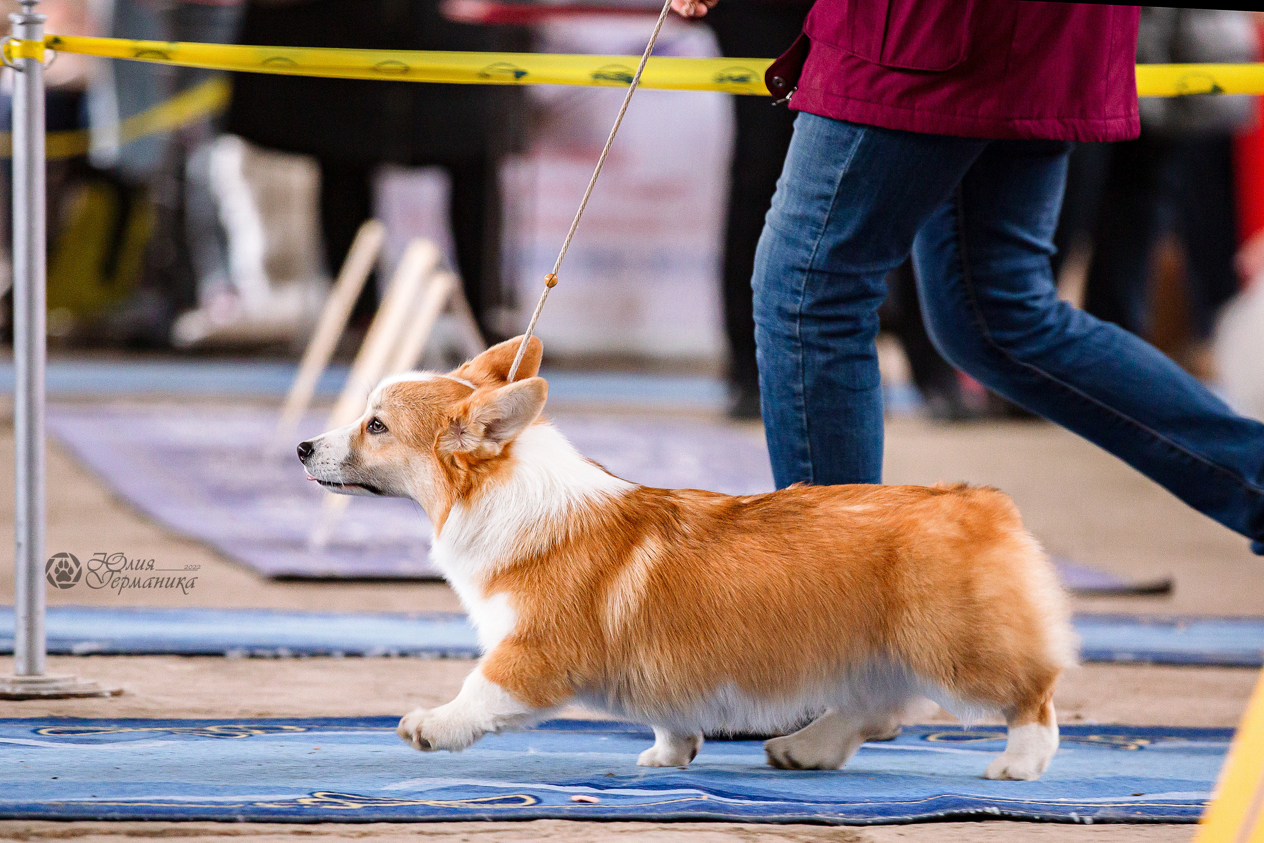 Сергиев Посад 23.04.2022. Фотограф-анималист Юлия Германика