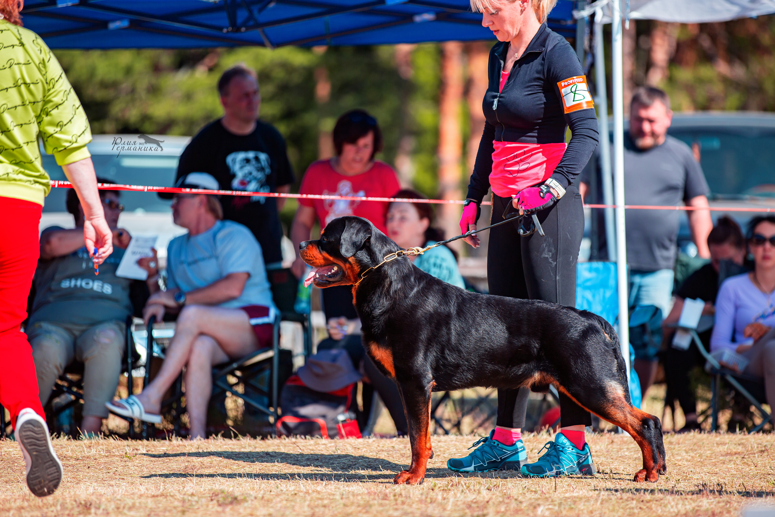 Тверь моно ротвейлеров 2-3.07.2022. Фотограф-анималист Юлия Германика